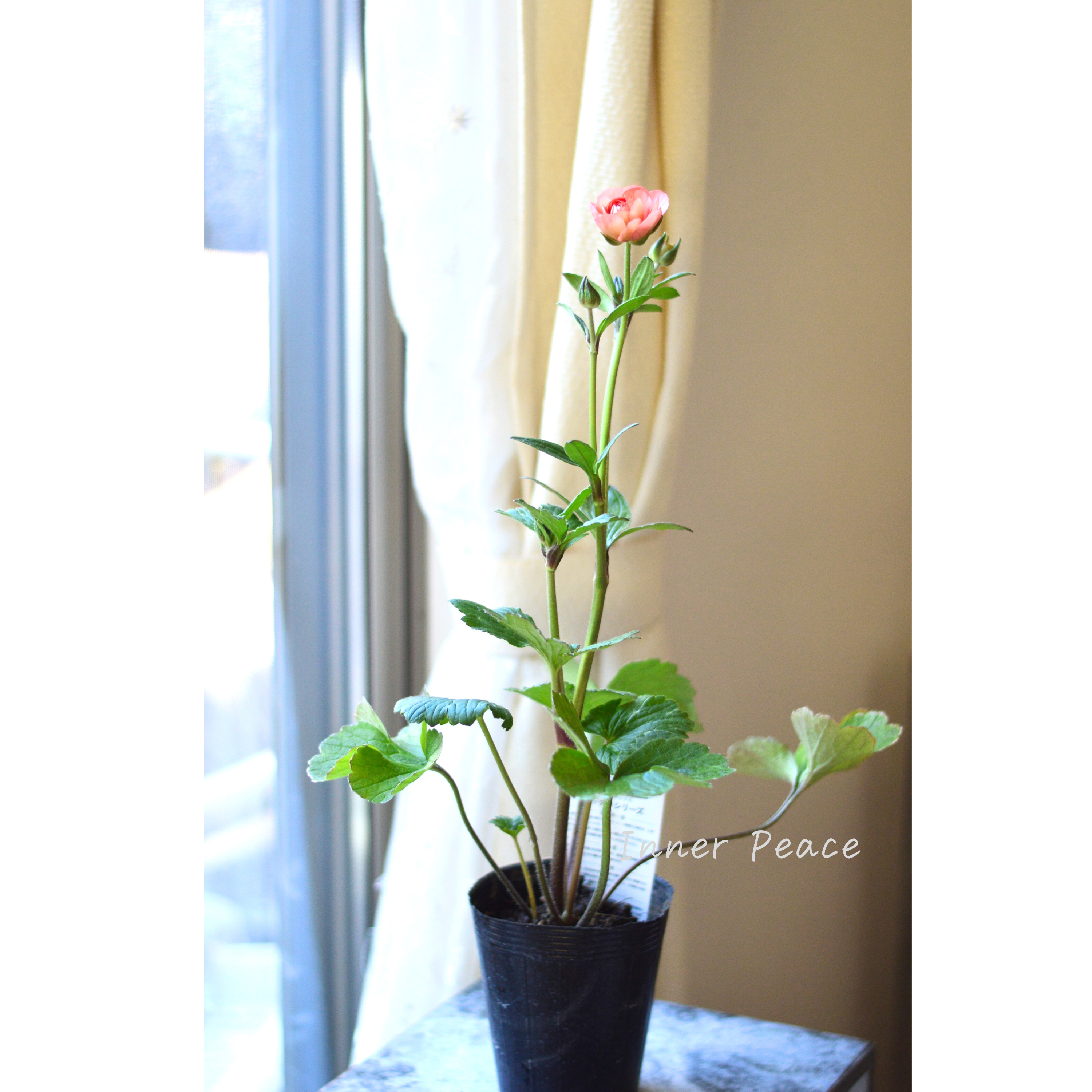 【美しい】 ラナンキュラス・ラックス 『エリス』 4寸POT