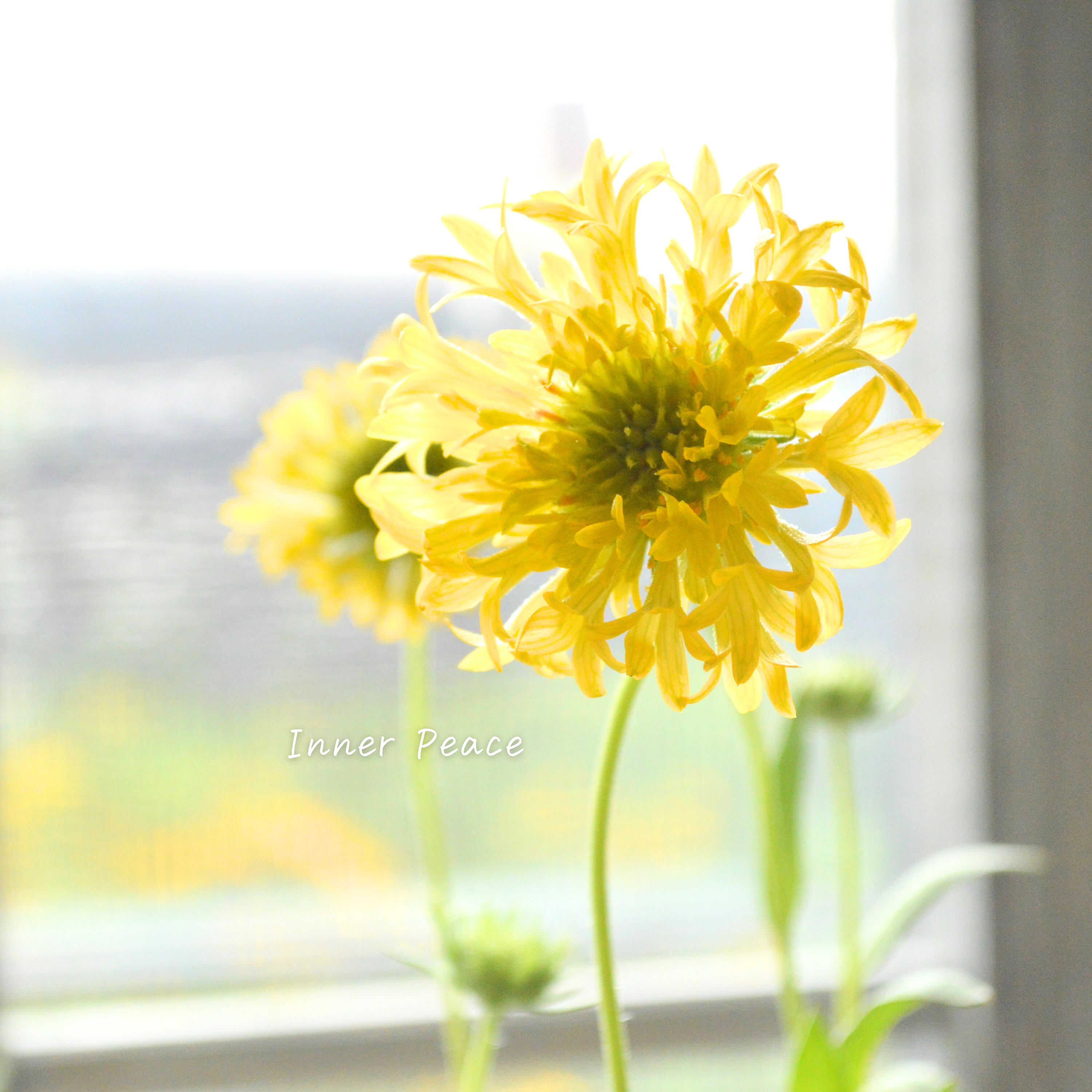 【人気】 ガイラルディア 『フルーティ・ゴールドパイン』 3寸ロングPOT