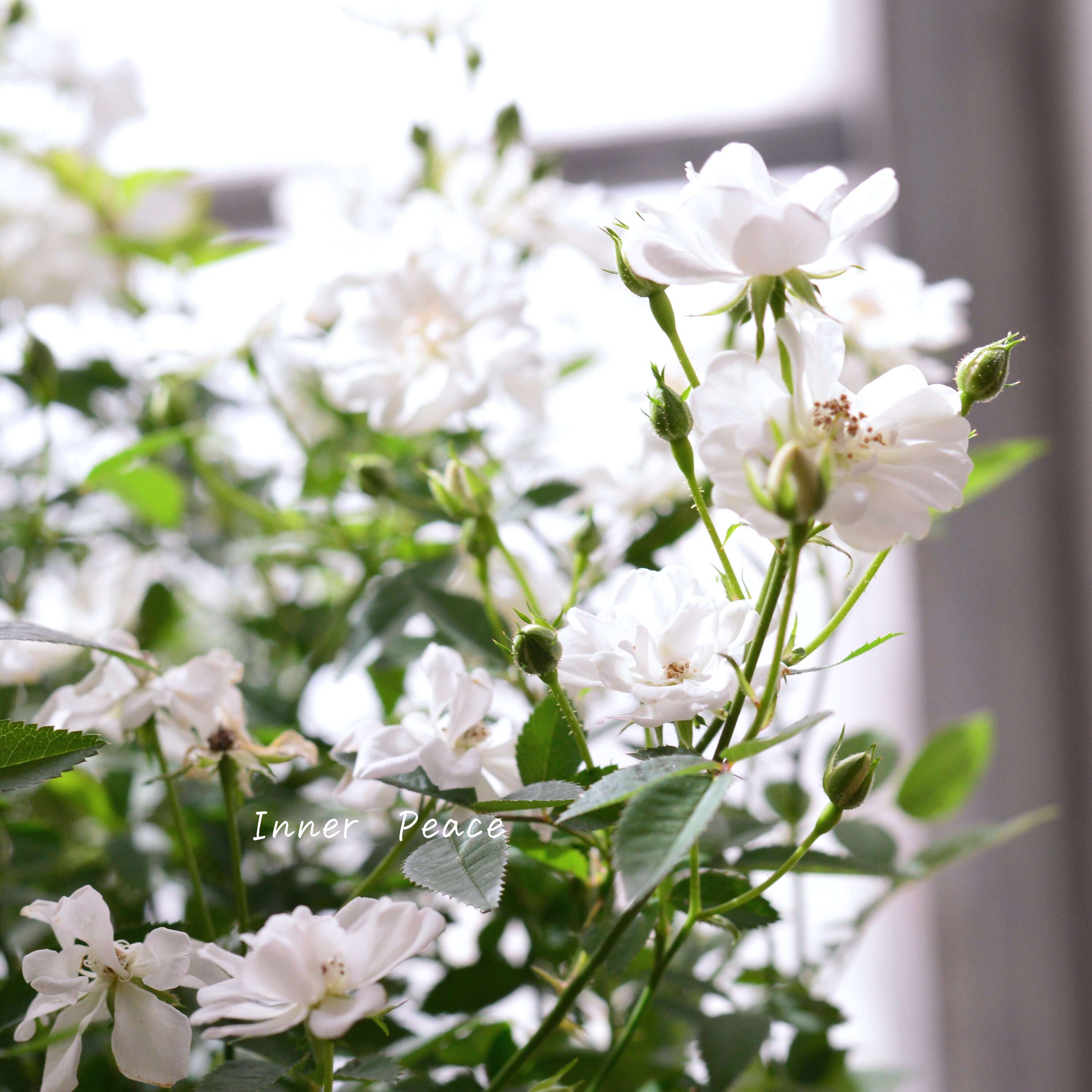 【四季咲き】 ミニ薔薇 『レンゲローズ・白』 3寸POT