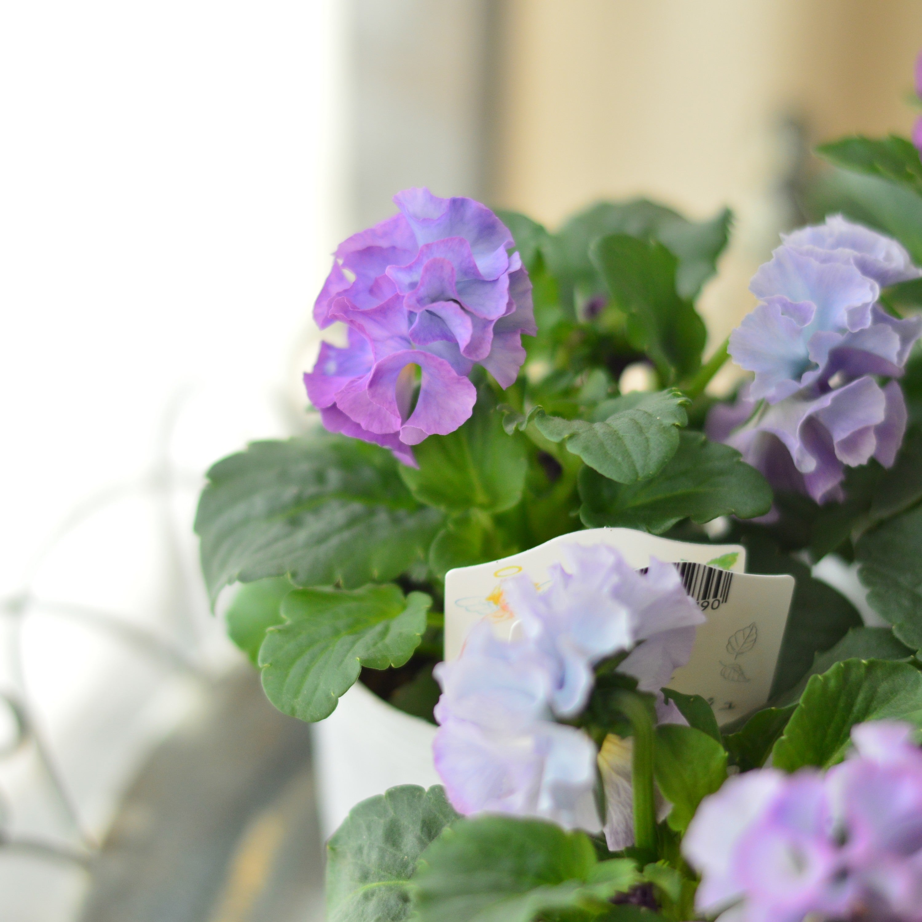 【松原園芸さん】 パンジー 『スリールドランジュ・ブルー系』 3寸POT