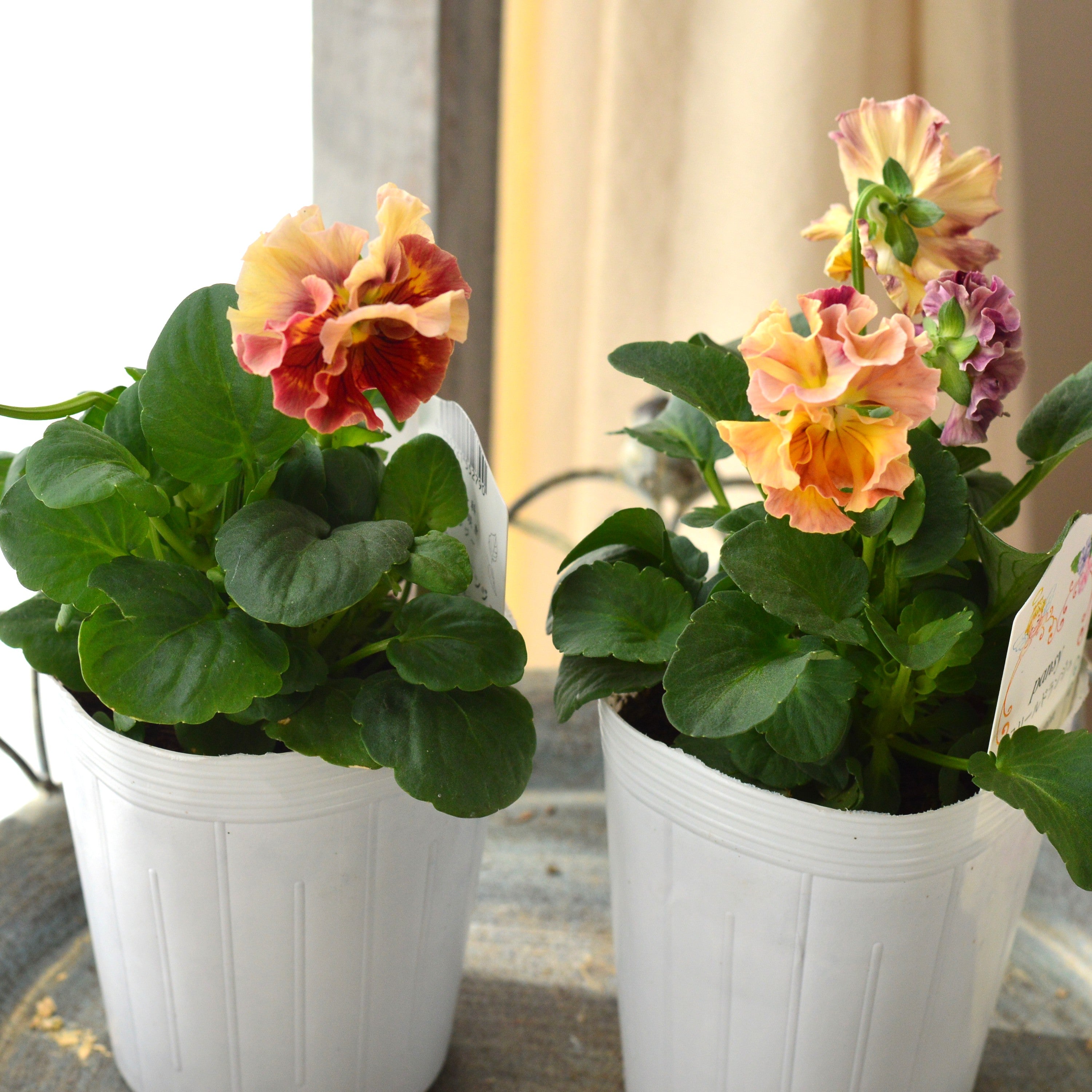 【松原園芸さん】 パンジー 『スリールドランジュ・オレンジクリーム×レッド系』 3寸POT