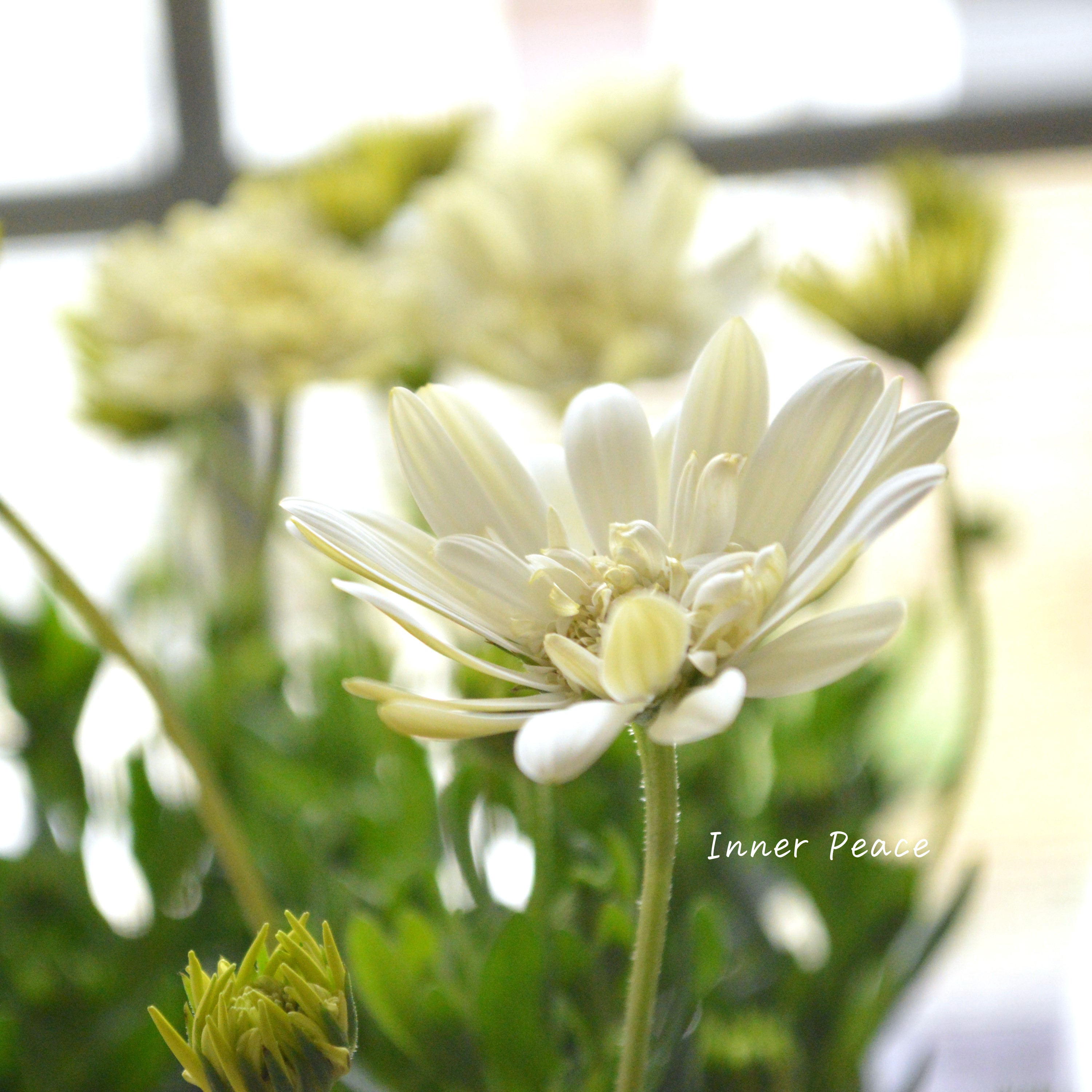 【ゲブラさんオリジナル】 オステオスペルマム 『オデットブラン』 3.5寸POT