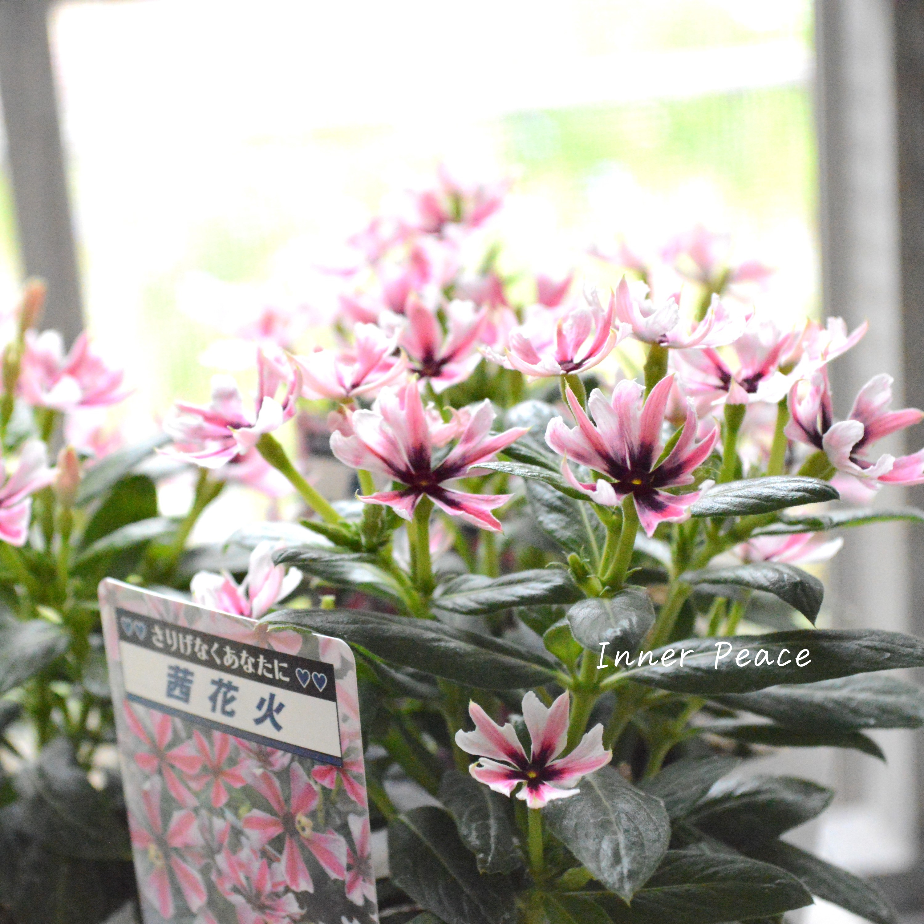 【北島園芸さん】 ニチニチソウ 『茜花火』 3.5寸POT