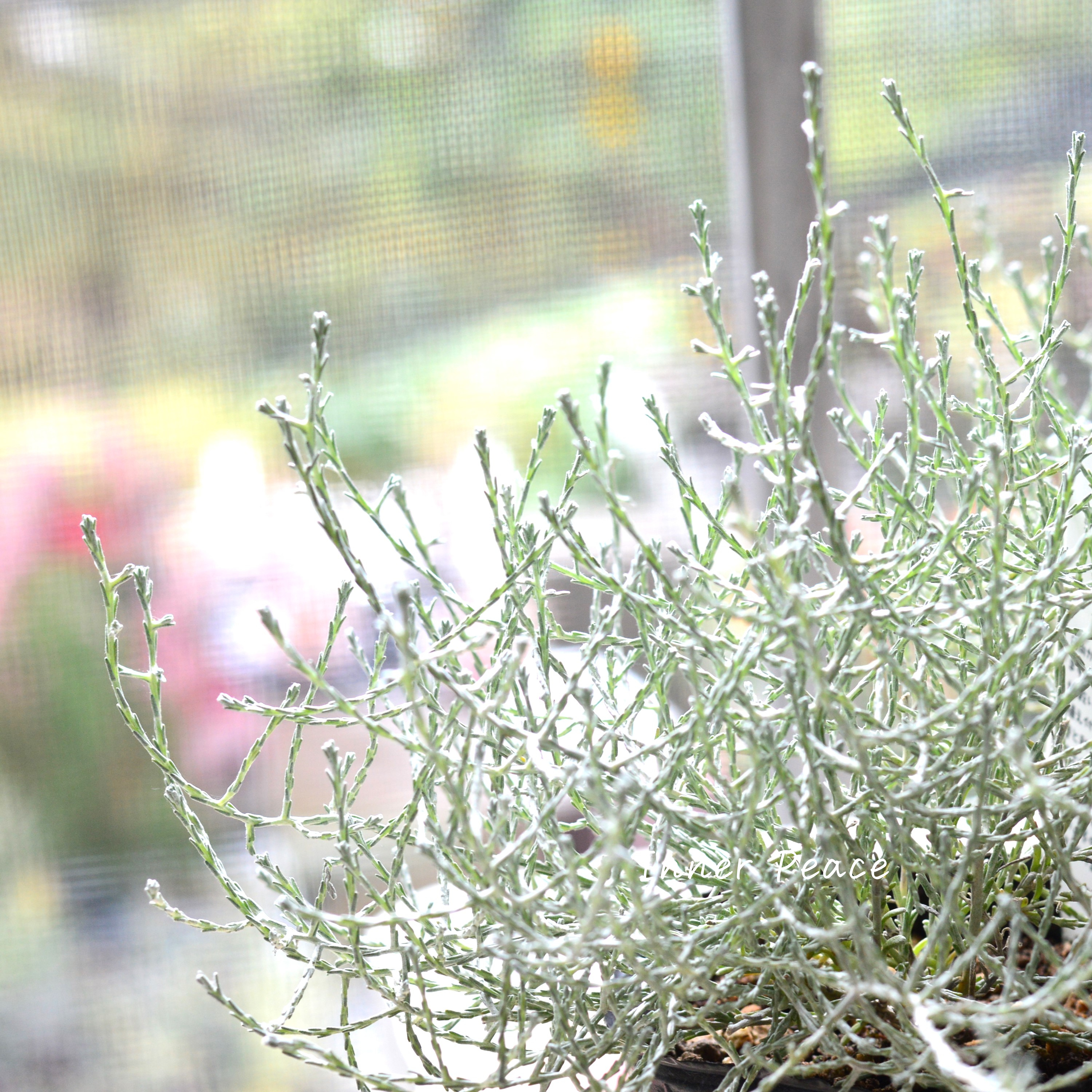 【寄せ植えに】 プラチーナ 3寸POT