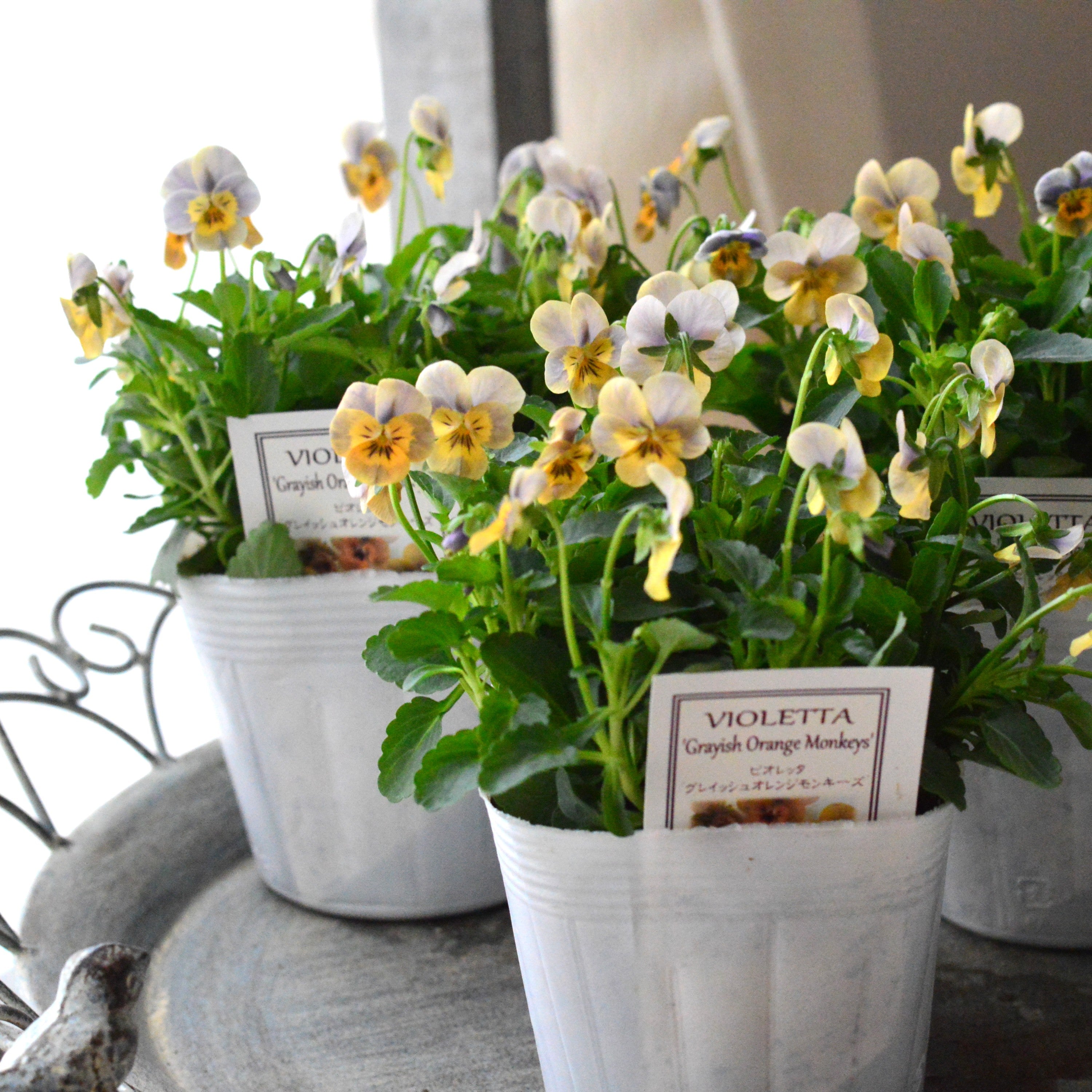 【かわいい】 小輪ビオラ ビオレッタ 『グレイッシュオレンジモンキーズ』 3.5寸POT