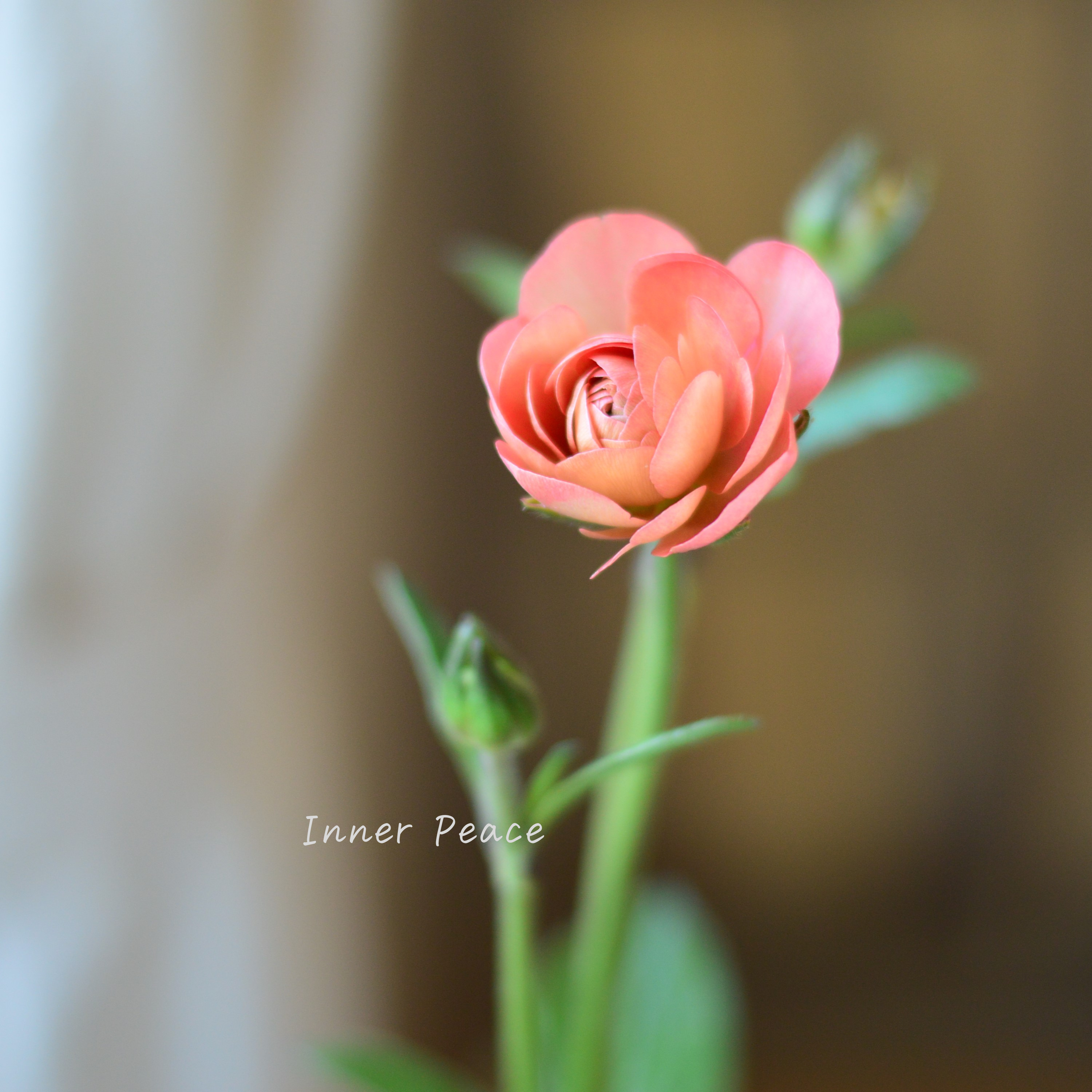 【美しい】 ラナンキュラス・ラックス 『エリス』 4寸POT