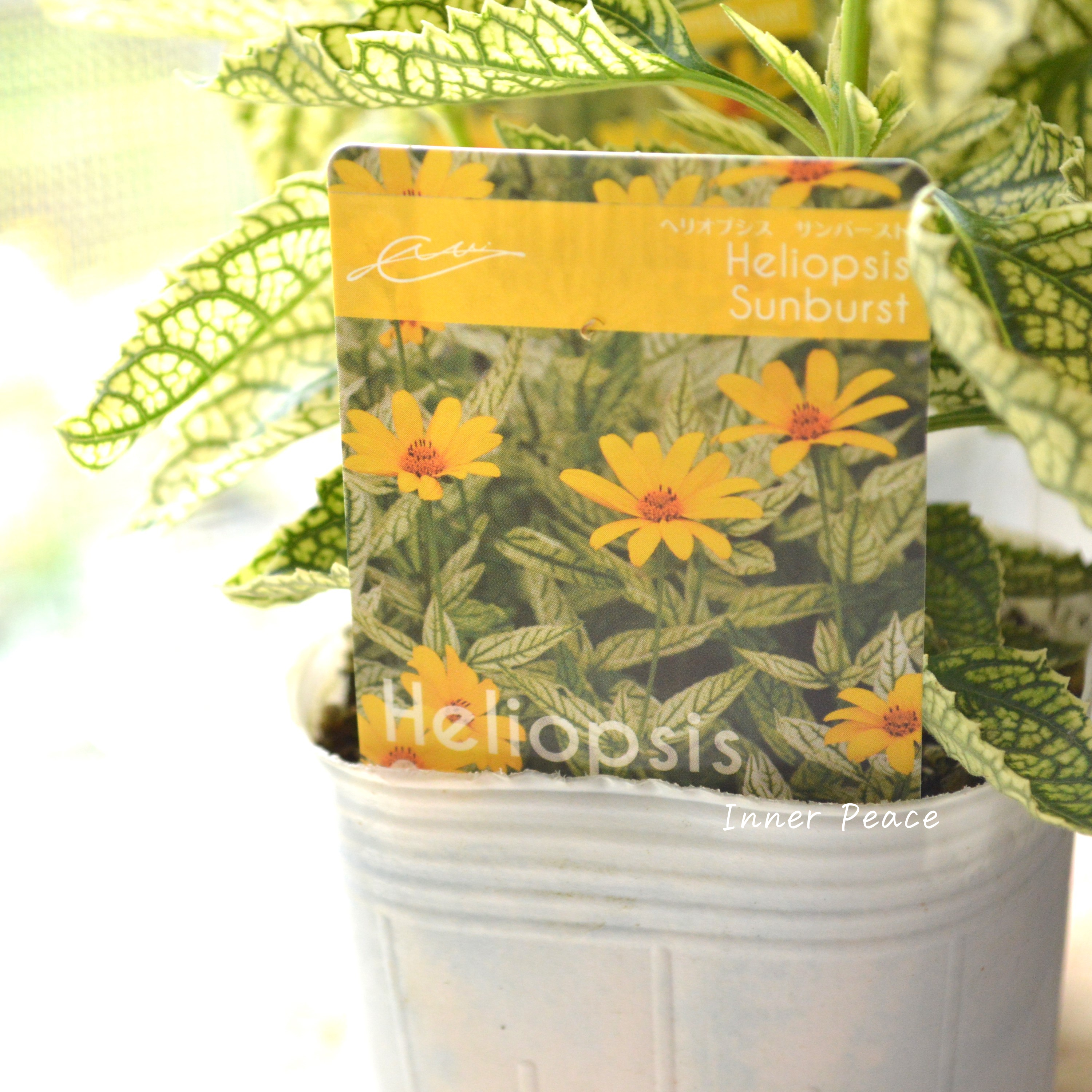 【開花期が長い】 ヘリオプシス 『サンバースト』 3寸POT
