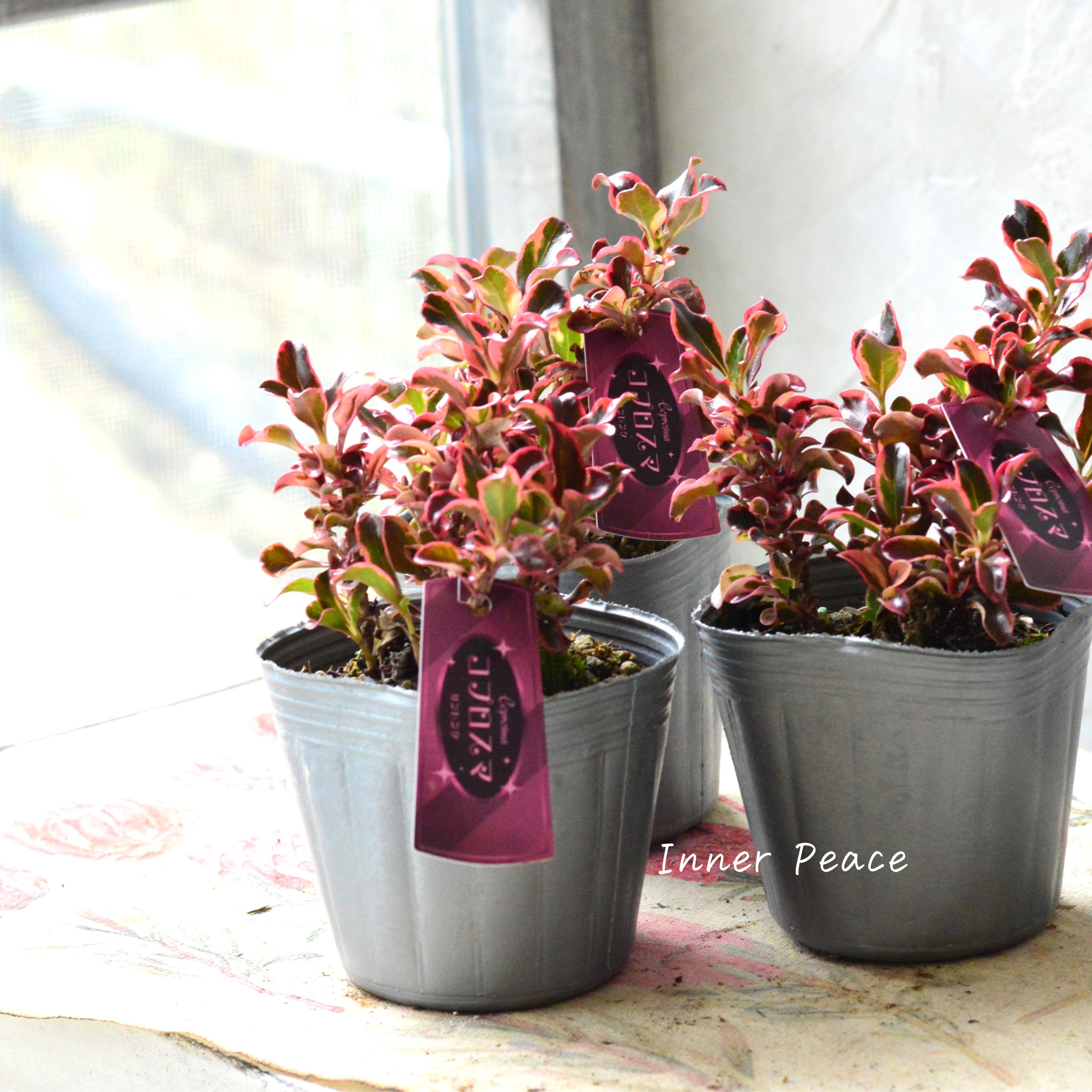 【寄せ植えに】 コプロスマ 『サンピンク』 3寸POT