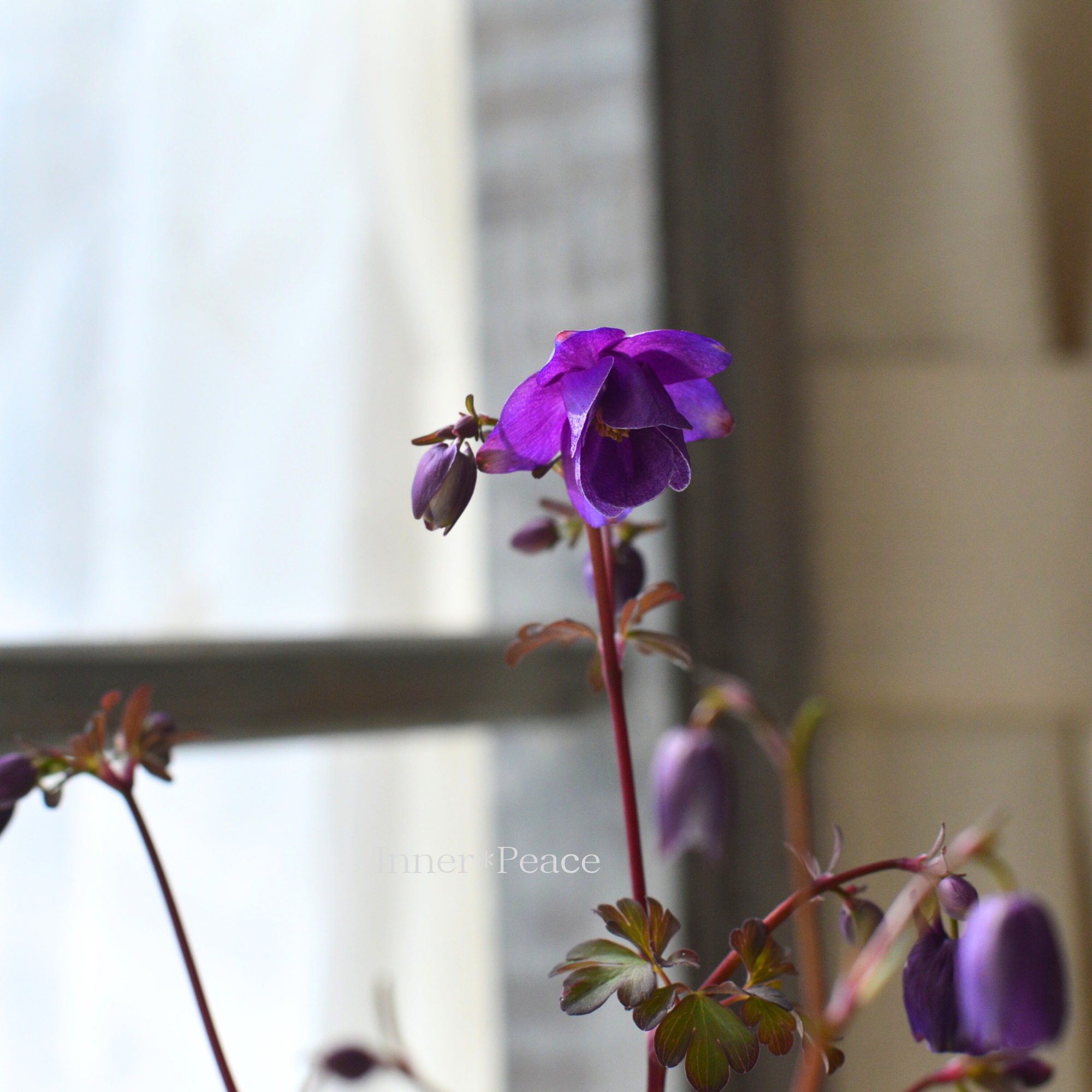 風鈴オダマキ 『パープル系』 3寸POT