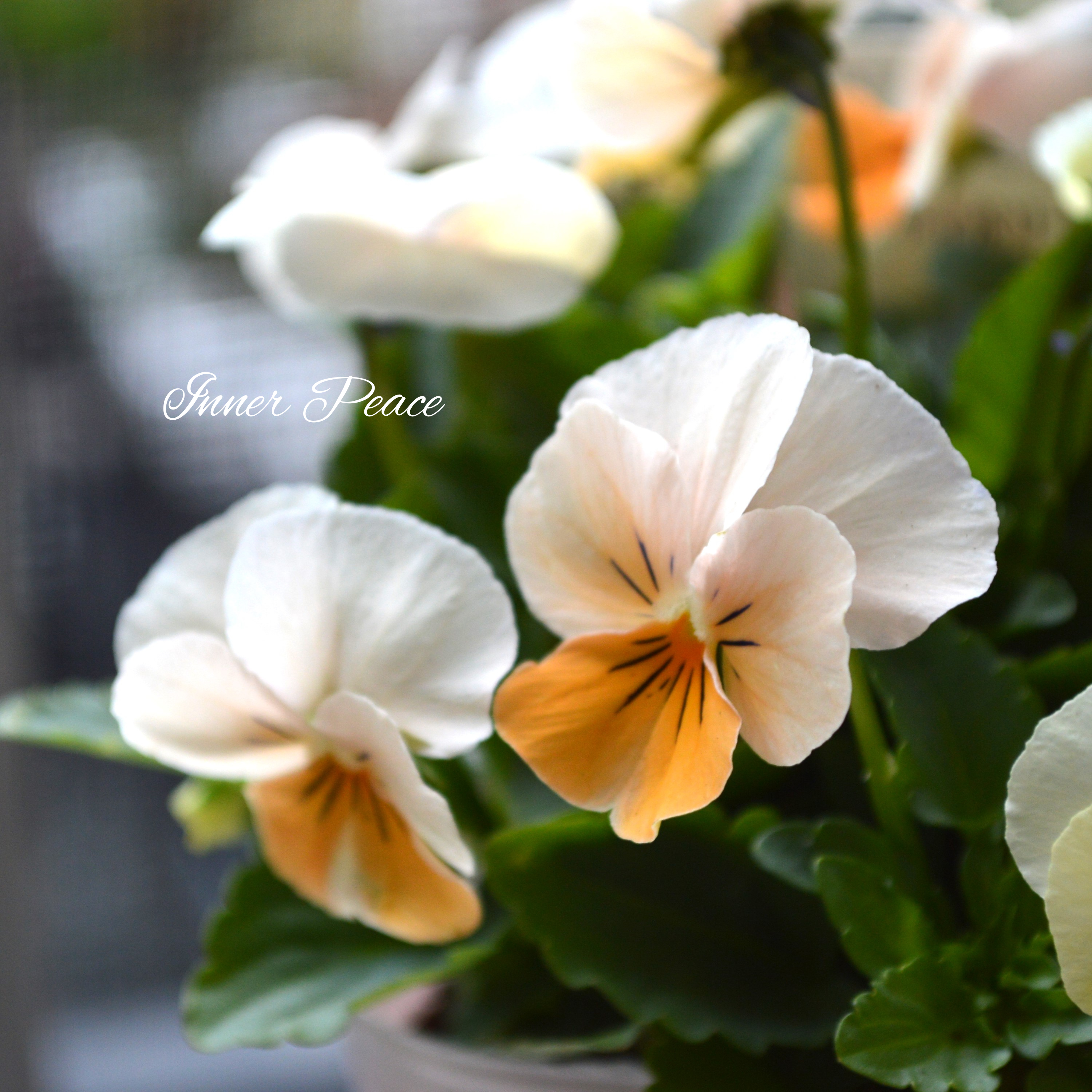 【かわいい】 ビオラ 『アイボリーオレンジ』 3.5寸POT