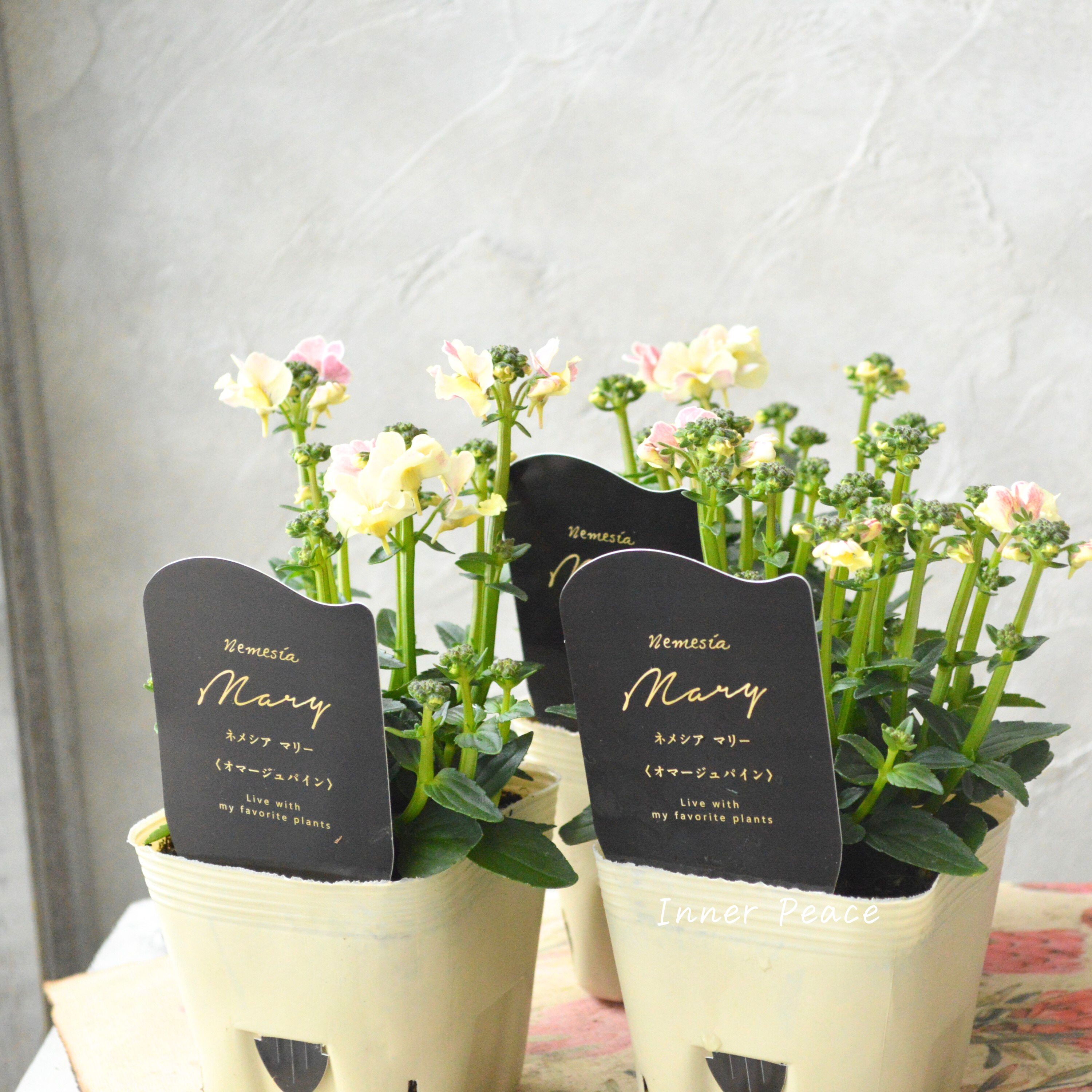 【花芳さん】 ネメシア 『マリー・オマージュパイン』 3.5寸POT