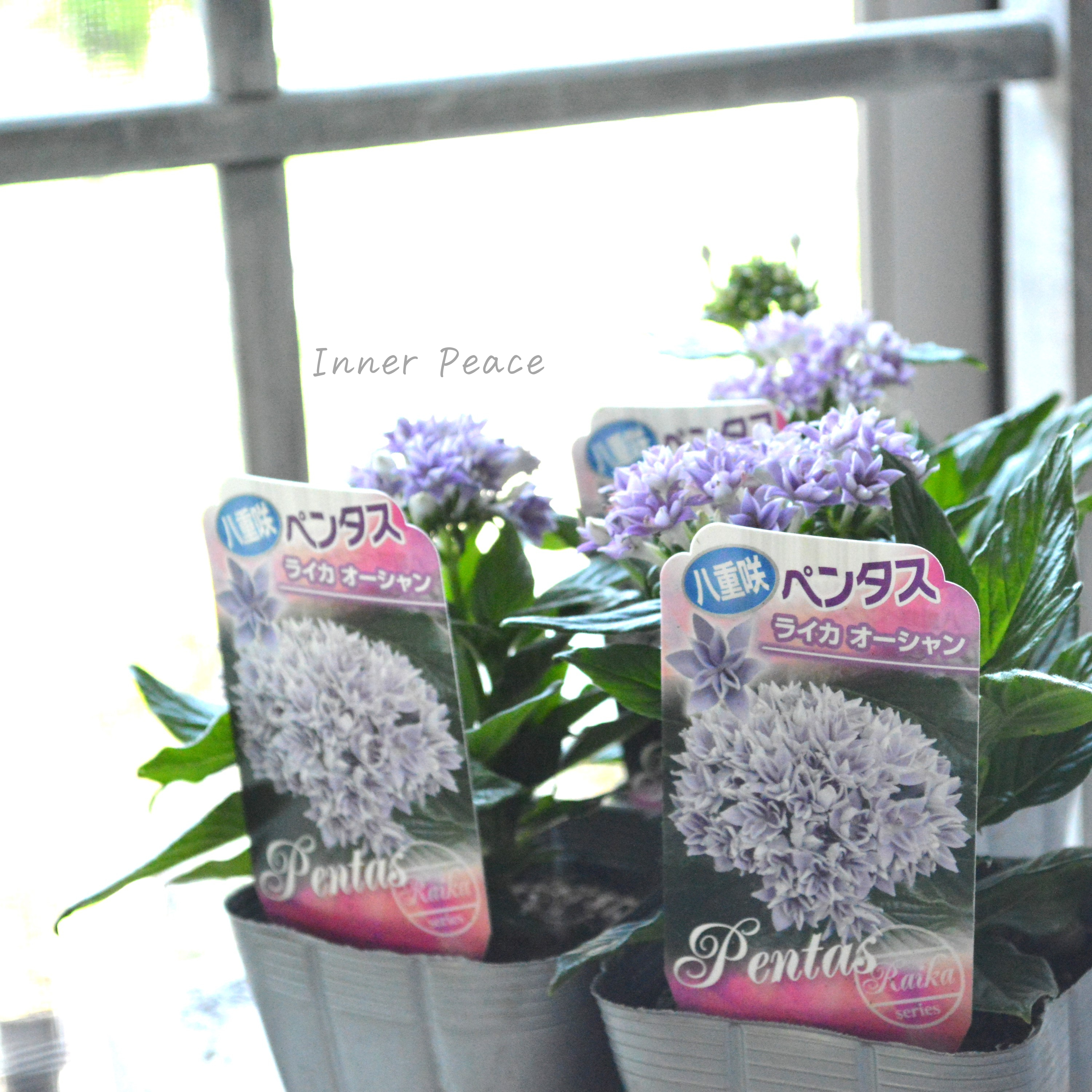 【暑さに強い】 八重咲きペンタス 『ライカ・オーシャン』 3.5寸POT