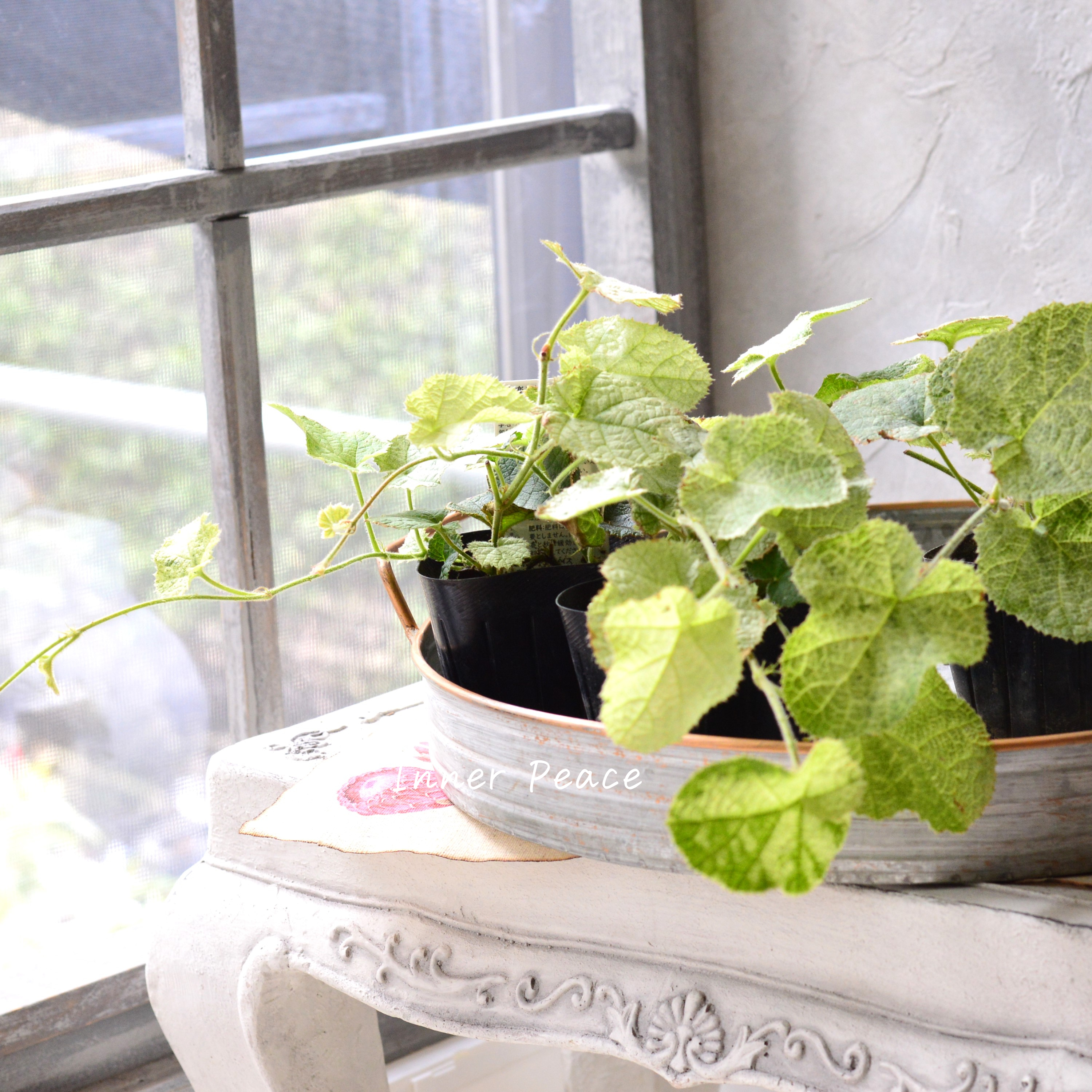 【オシャレ】 ルブス 『クラシックホワイト』 3寸POT