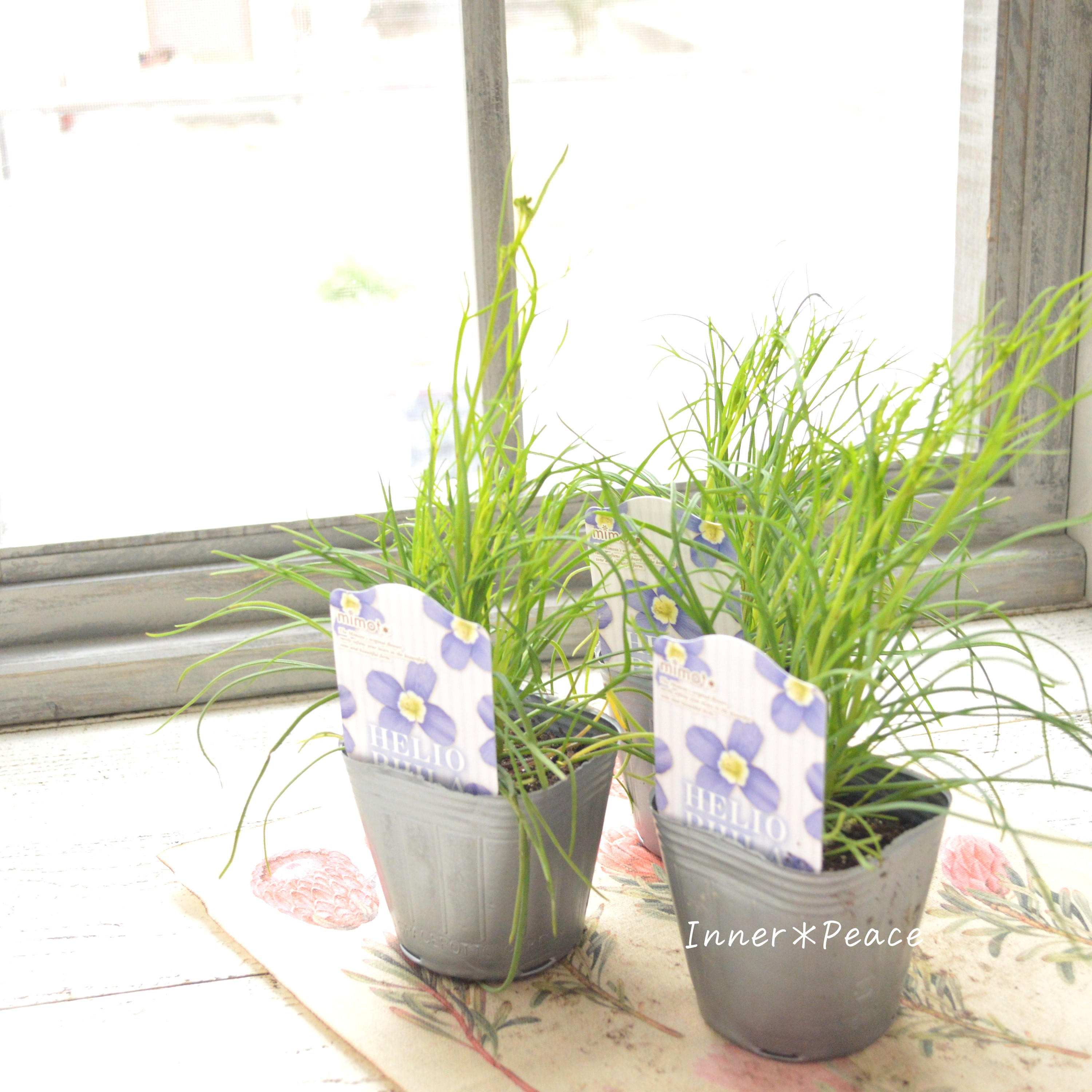 【見元園芸さん】 ヘリオフィラ 『ブルーインパルス』 3寸POT