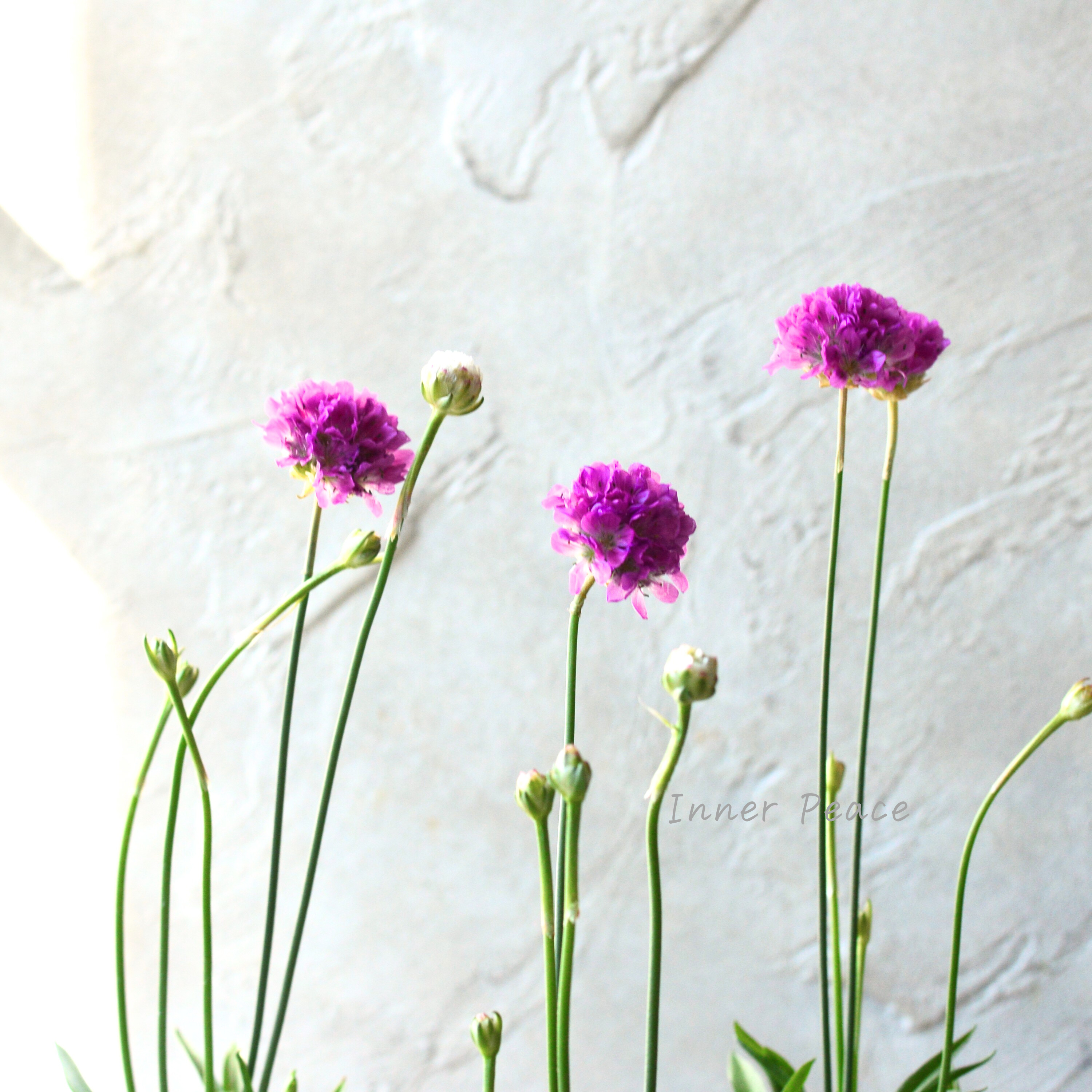 【かわいい】 アルメリア 『バレリーナ・ピンク』 3寸ロングPOT