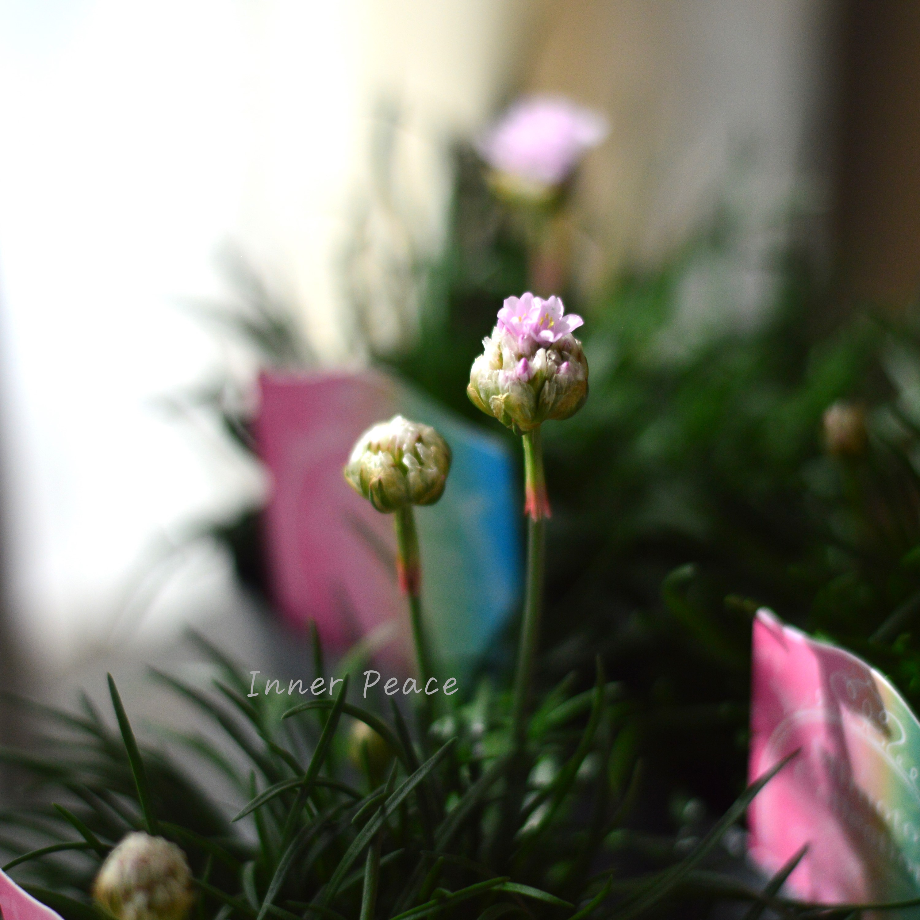 【見元園芸さん】 アルメリア 『アルマダ・ピンク』 3寸POT