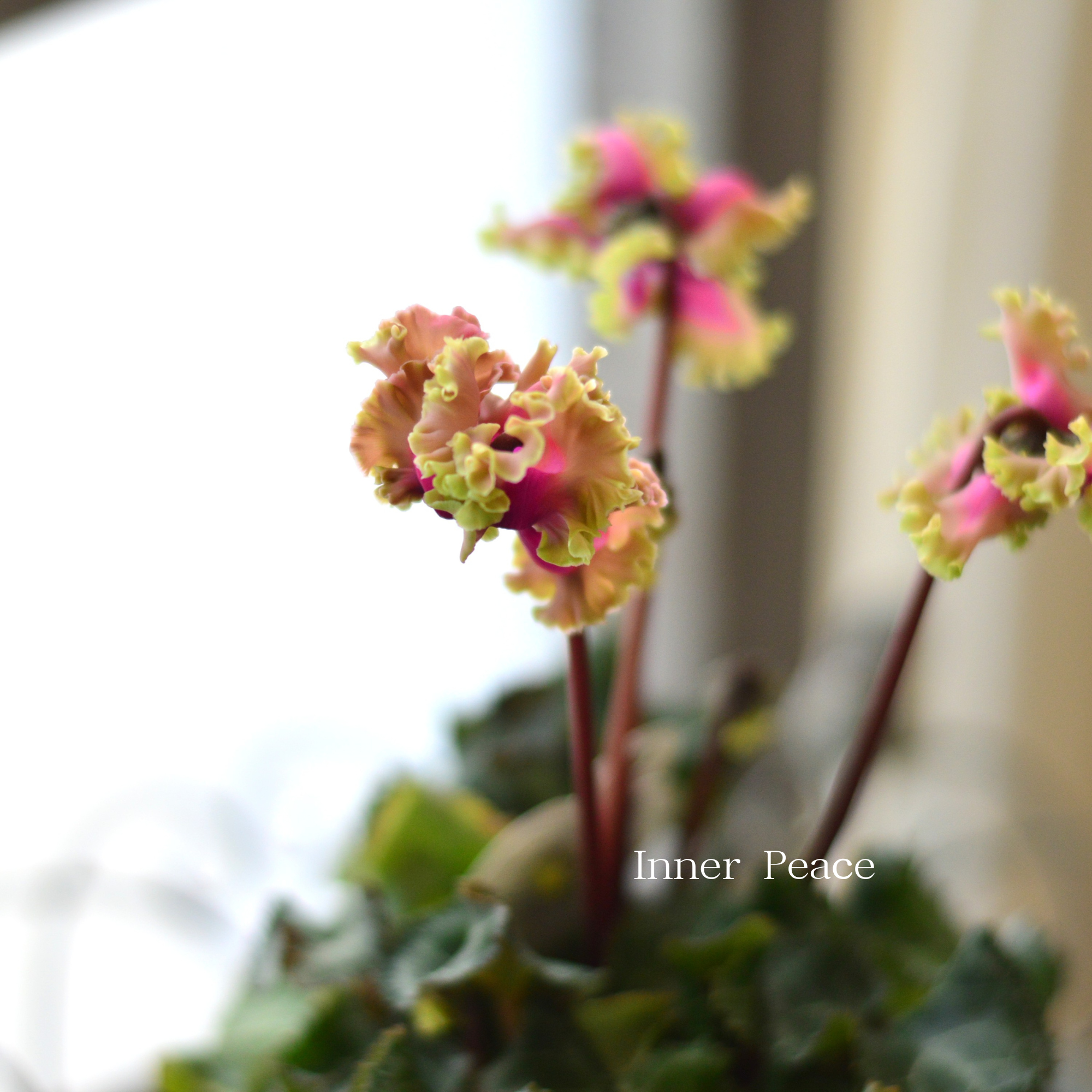 【希少】 ガーデンシクラメン 『森の妖精・アンティーク』 3寸ロング硬質POT