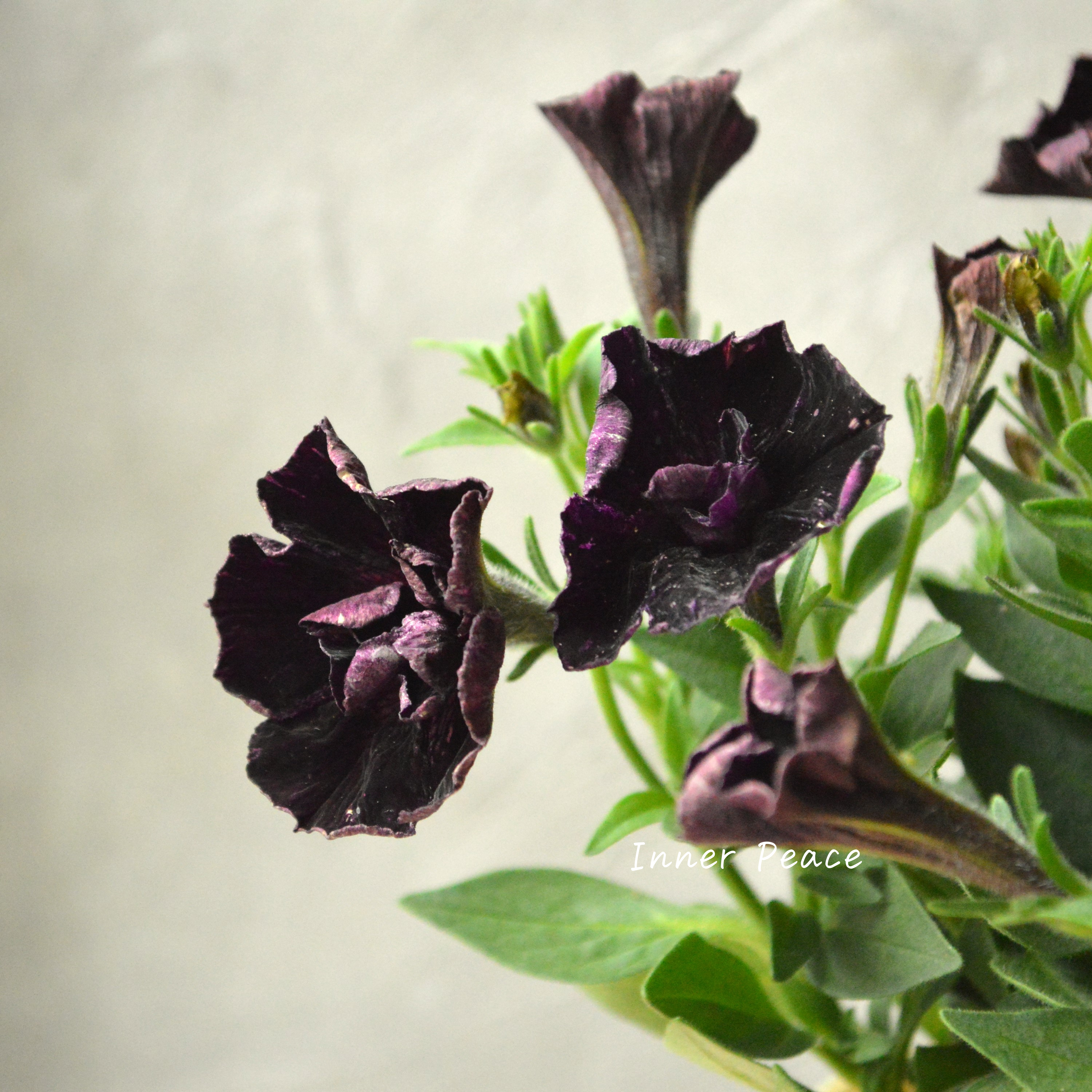 【花芳さんオリジナル】 八重咲きペチュニア 『ジュリエット・ブラック』 3.5寸POT