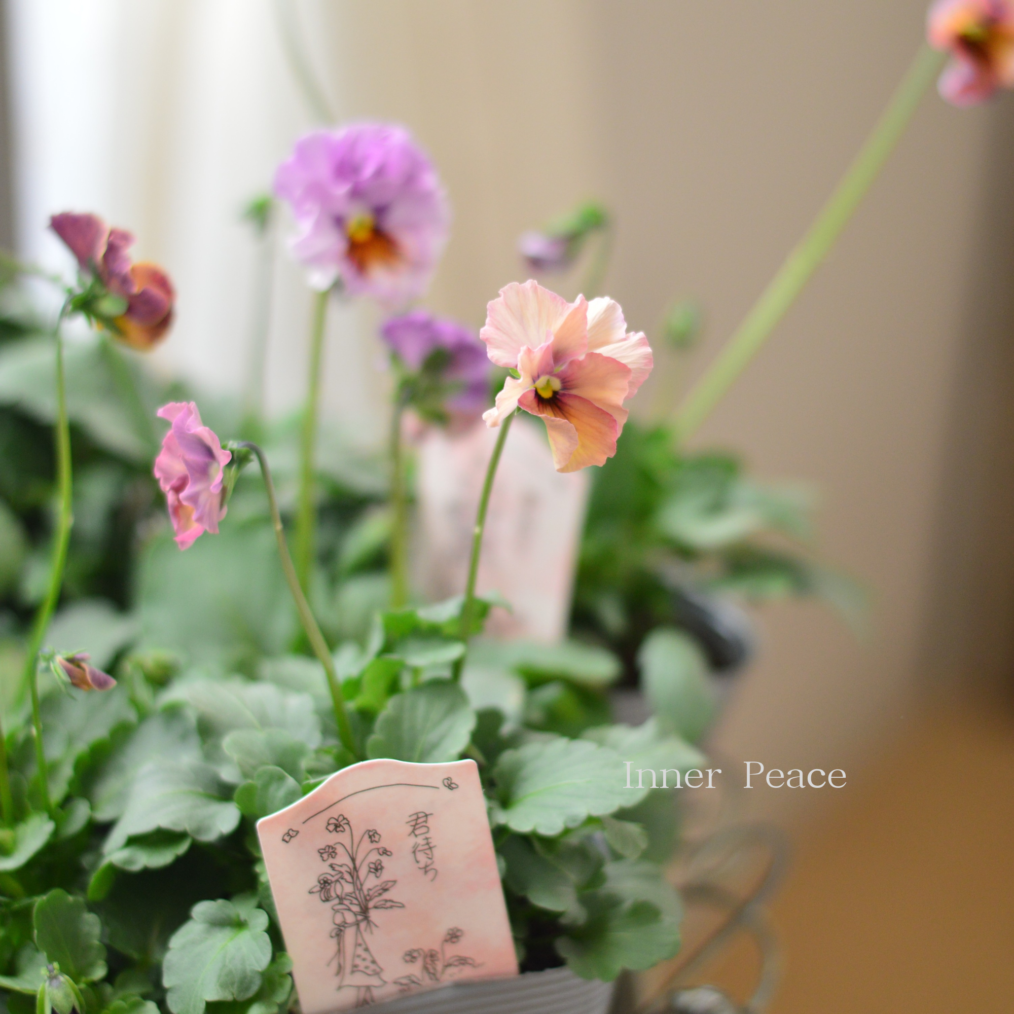 【吉村龍典さん育種ビオラ】 君待ちシリーズ 3.5寸POT