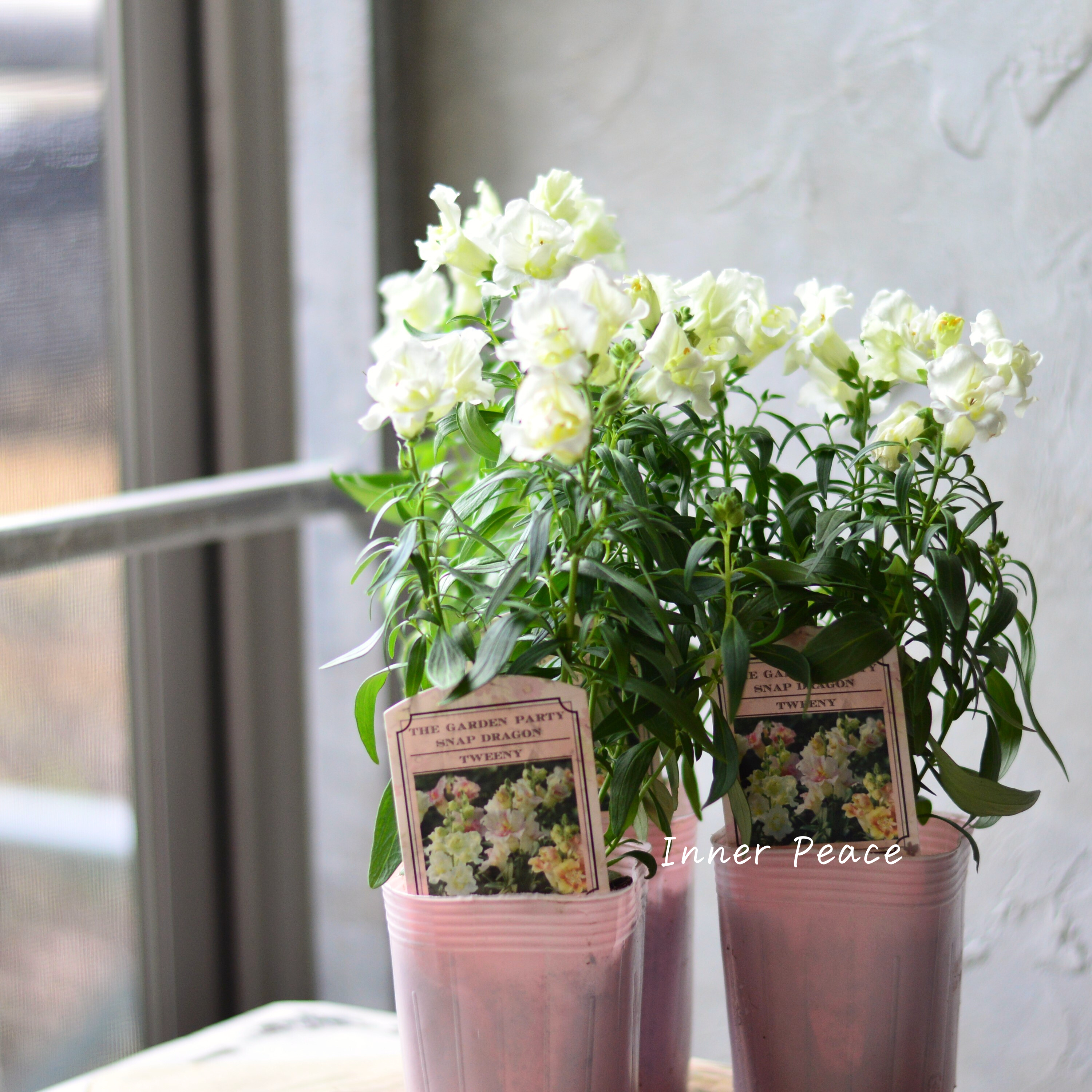 【かわいい】 キンギョソウ・トゥイニー 『ホワイト』 3寸ロングPOT