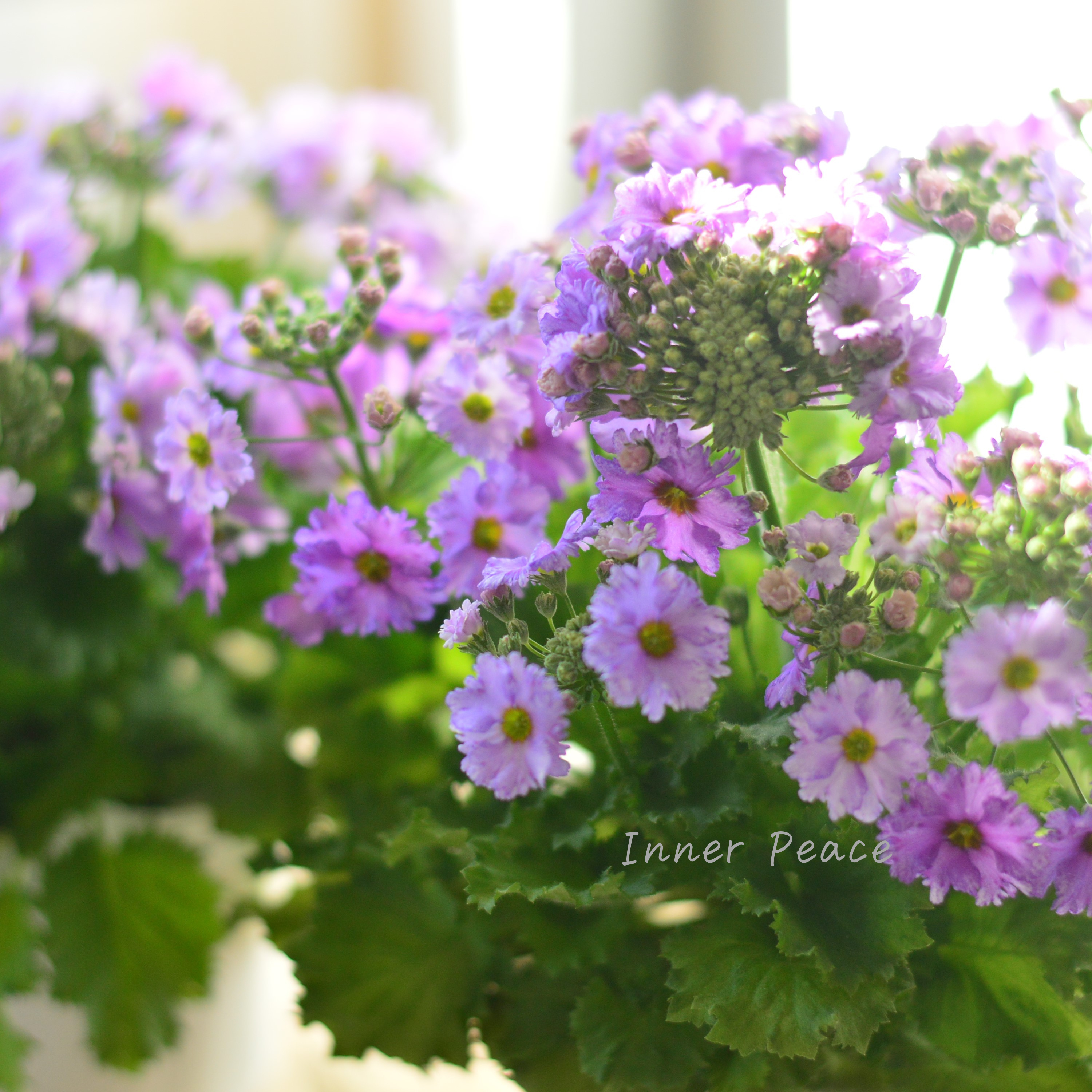 【北島園芸さん】 サクラソウ 『フリル咲き・薄パープル』 3.5寸POT