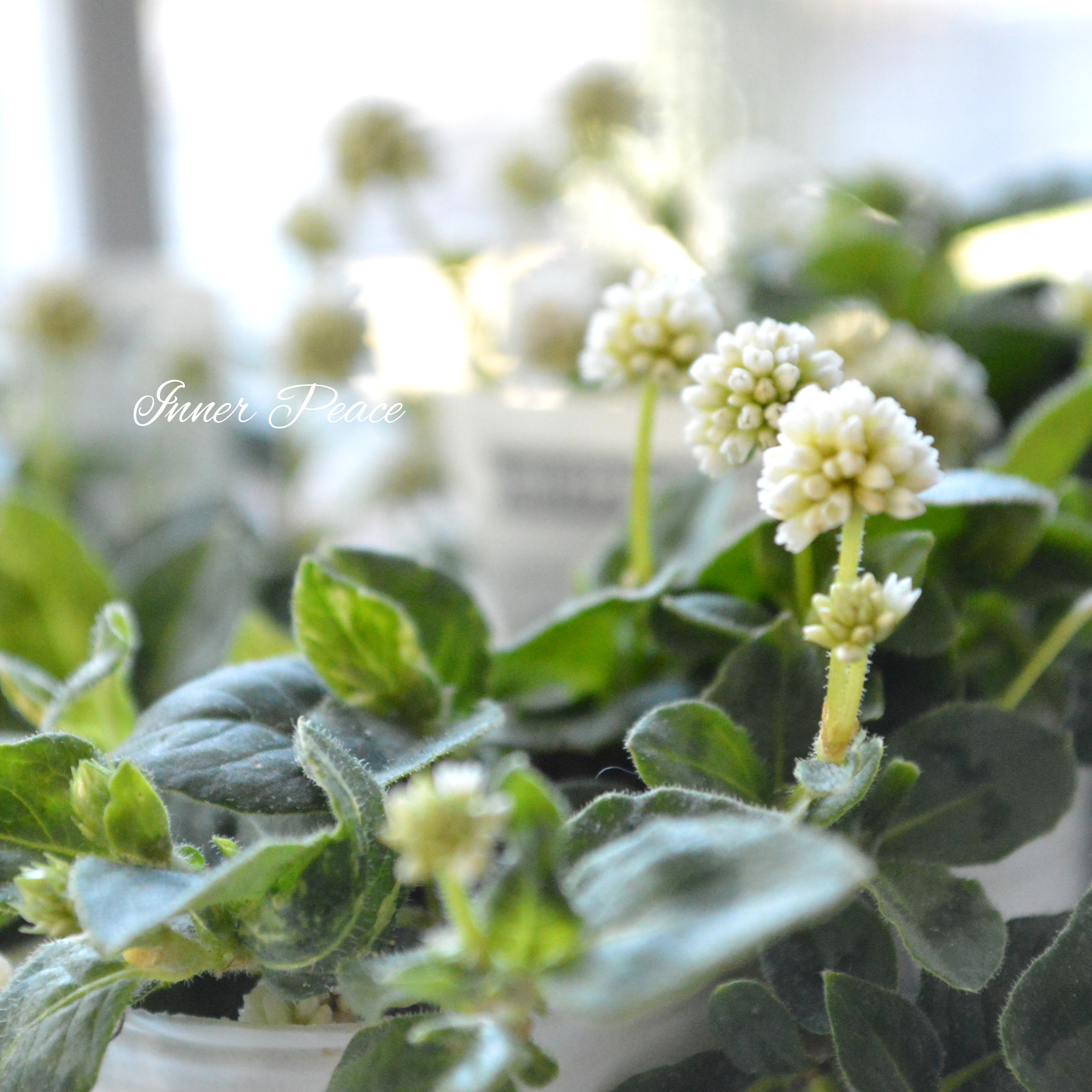 【斑入り】 ポリゴナム 『ティホン』 2.5寸POT