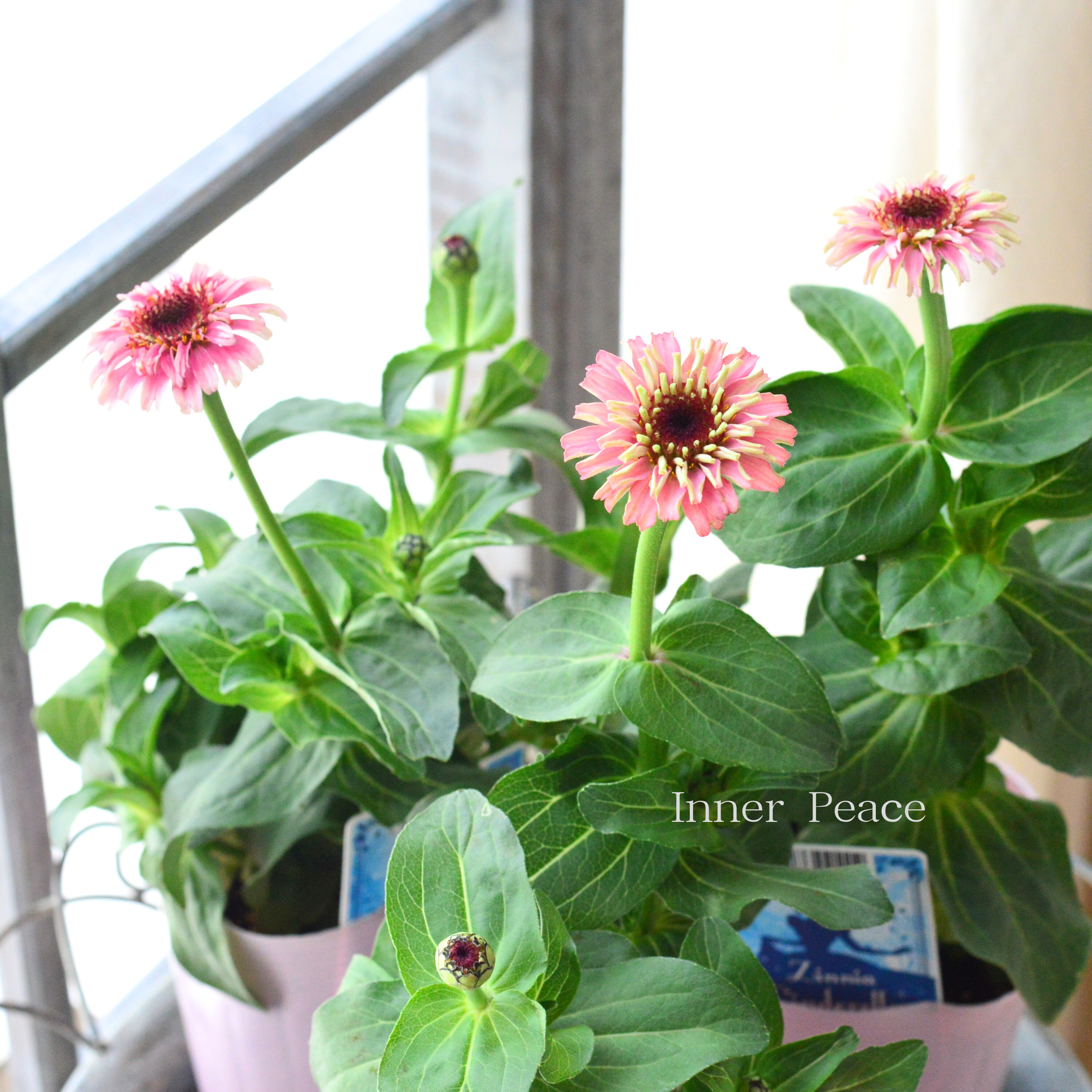 【かわいい】 ジニア 『シンデレラフィズ』 3.5寸ロングPOT