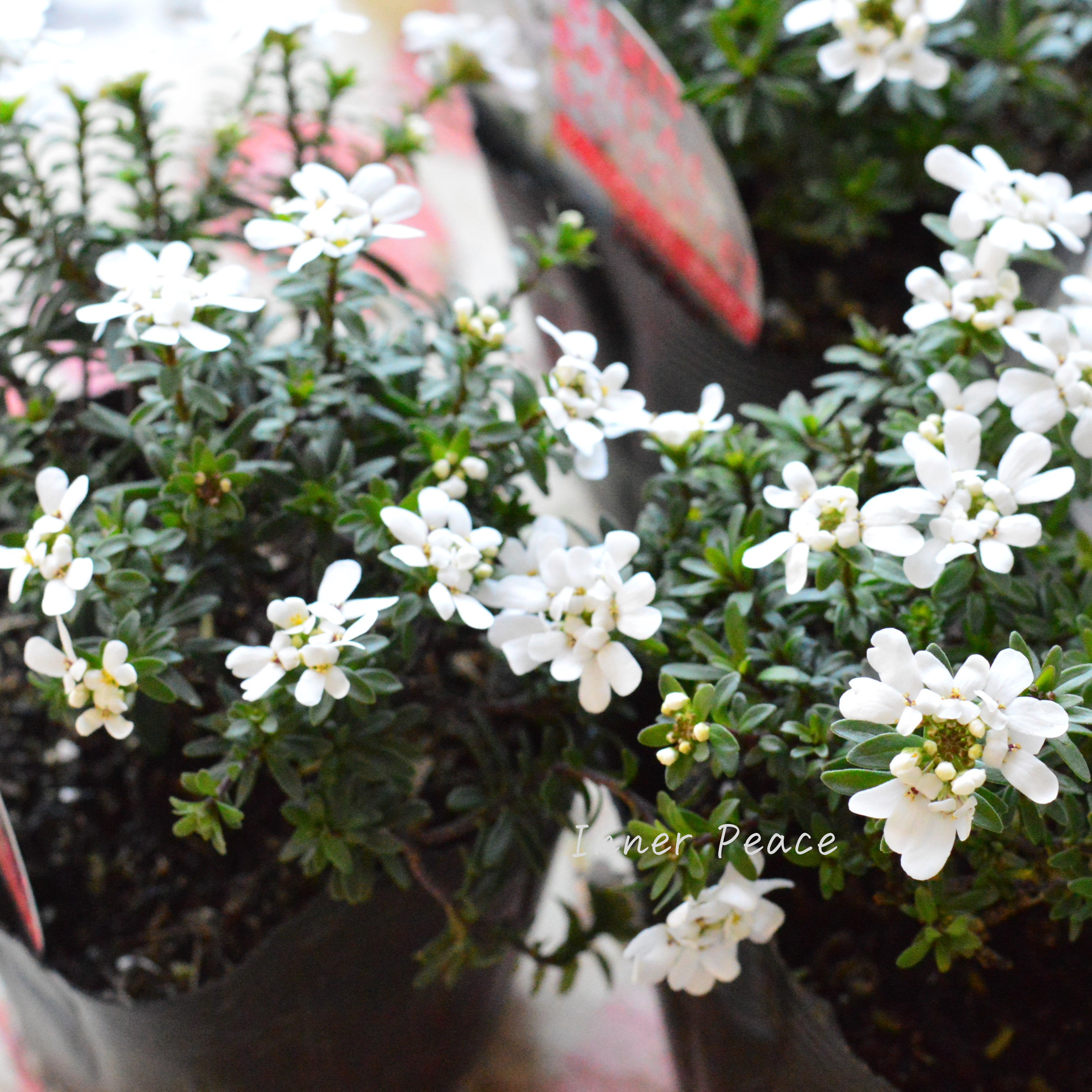 【寒さに強い】 宿根イベリス 『ブライダルブーケ』 3.5寸POT