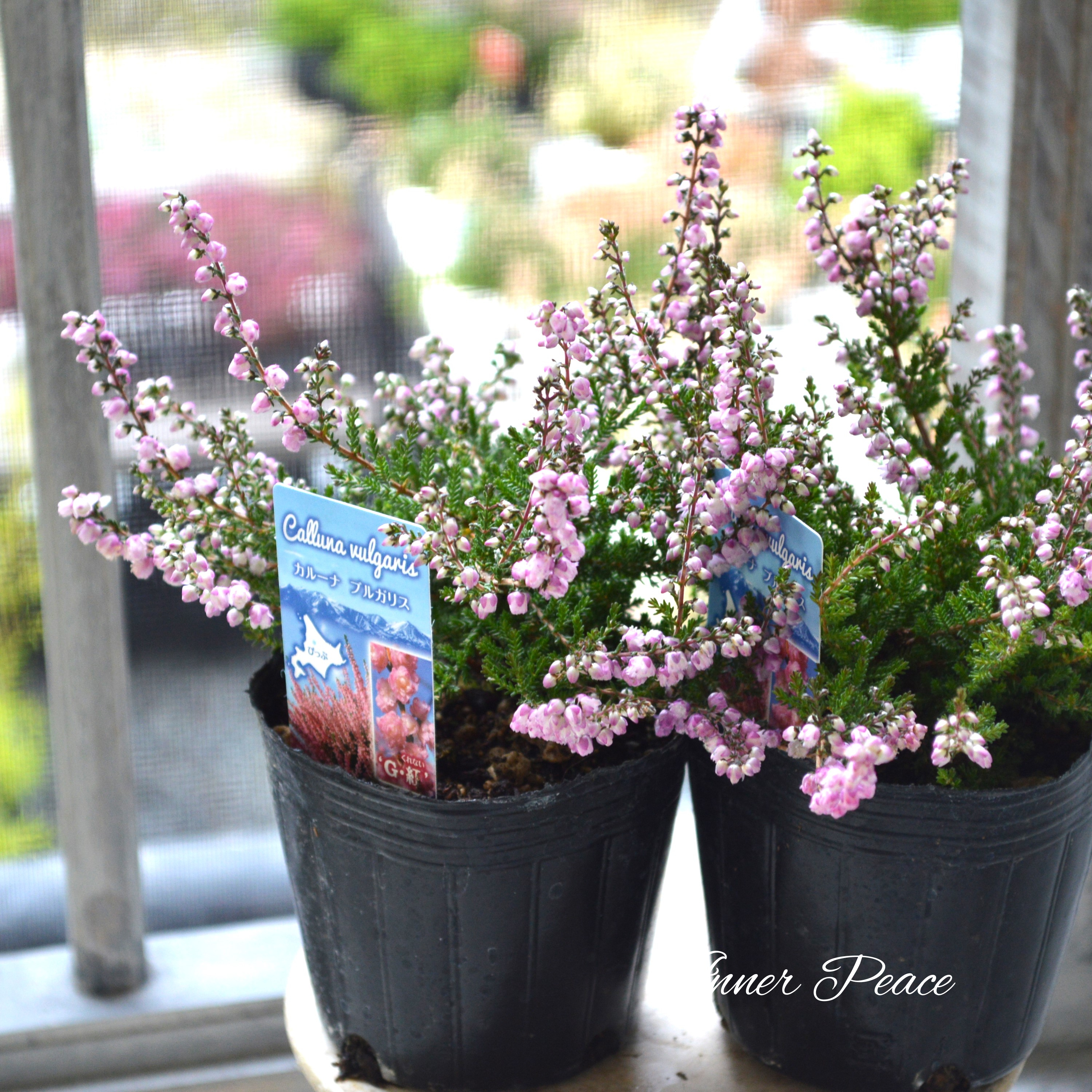 【豪華】 八重咲きカルーナ 薄ピンク 3寸POT