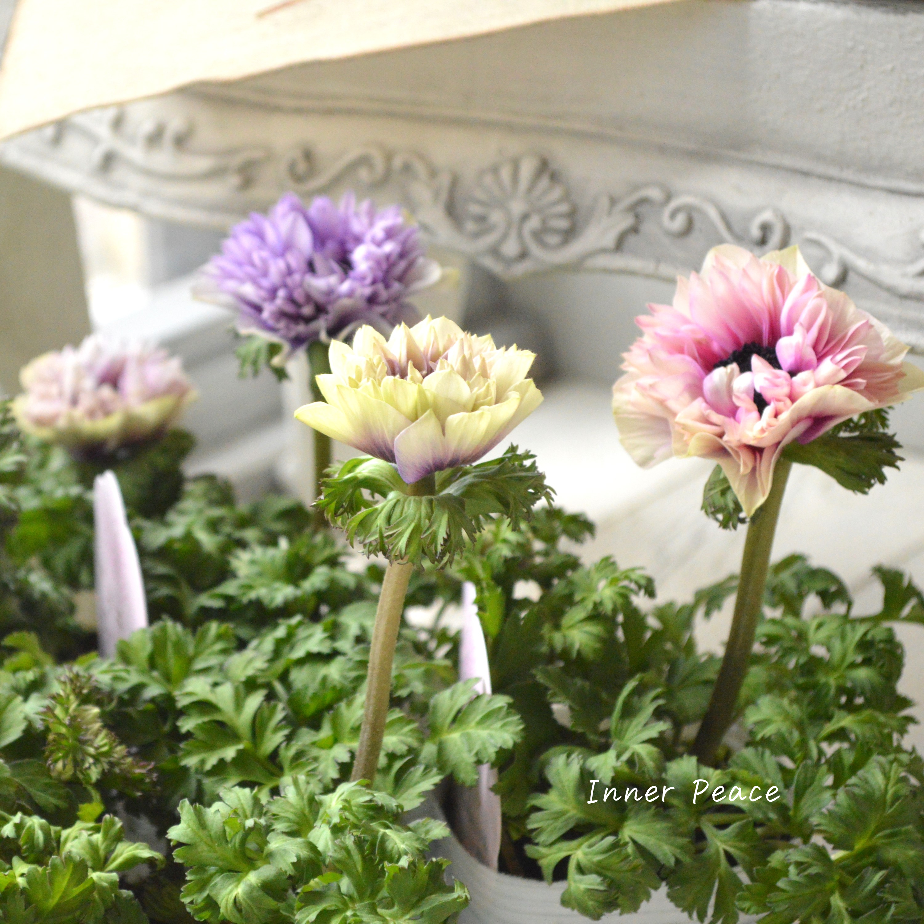 【神花園さんオリジナル】Sale!! 八重咲きアネモネ 『シフォンダブル』 3.5寸POT