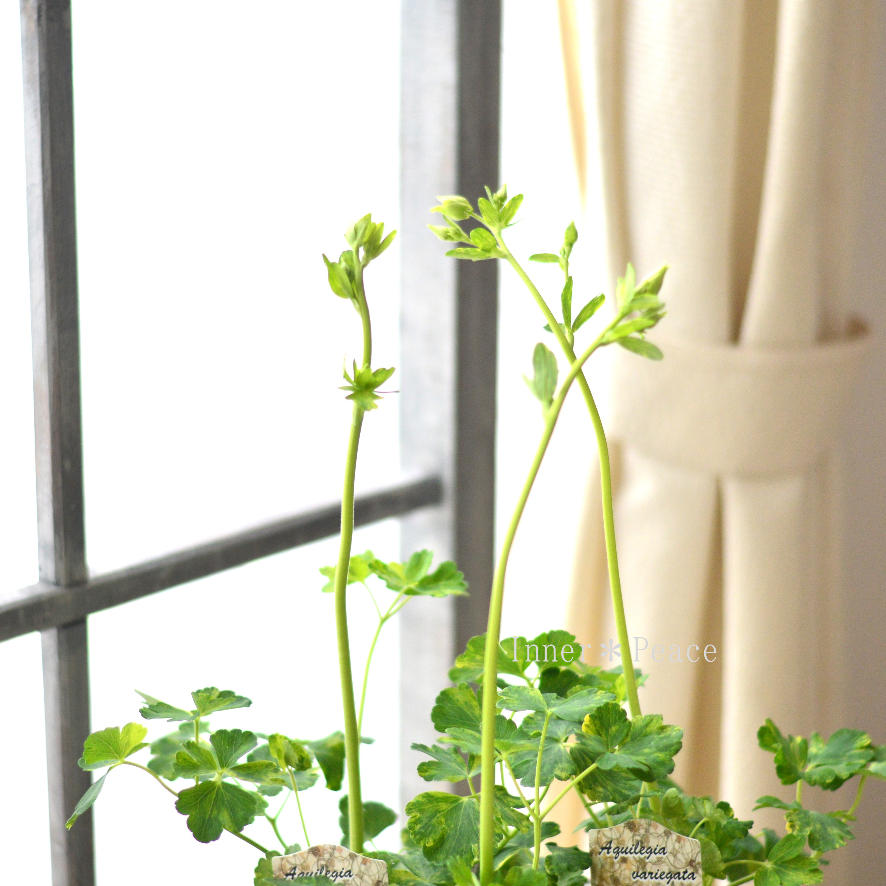 【松原園芸さん】 斑入りオダマキ 『白花』 3寸ロングPOT