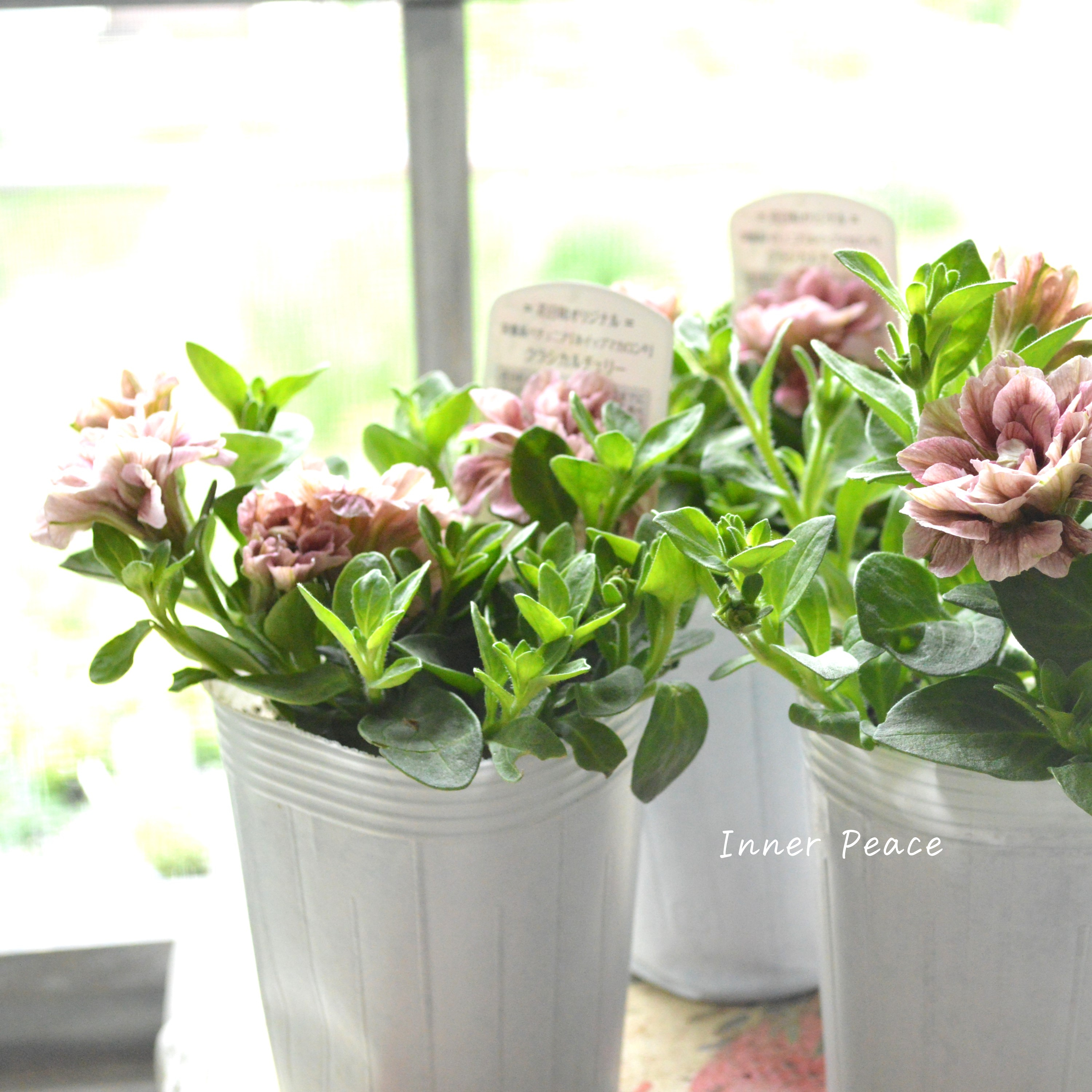 【花日和さんオリジナル】 ペチュニア 『ホイップマカロン・クラシカルチェリー』 3寸ロングPOT