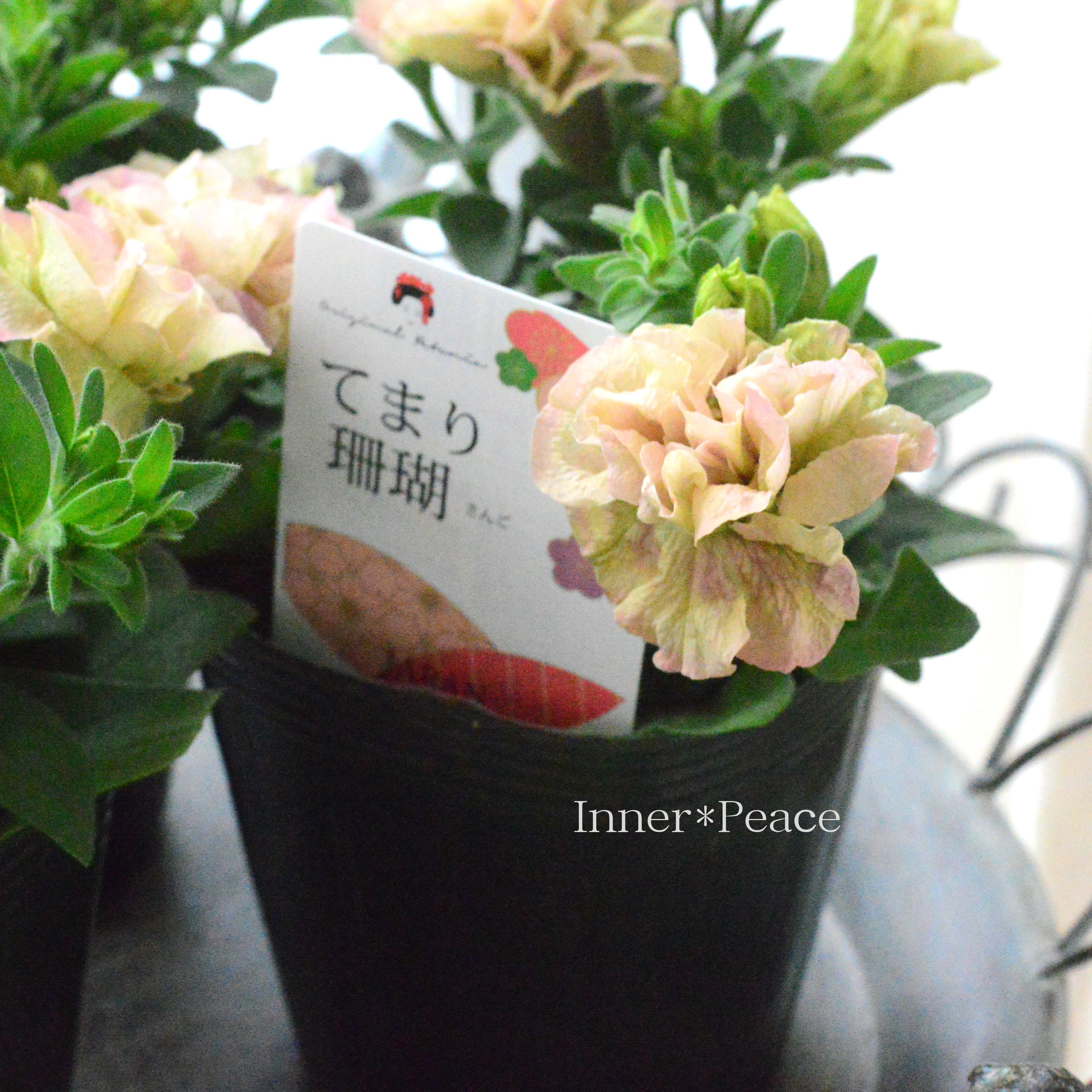 【ゲブラさんオリジナル】 八重咲きペチュニア 『てまり珊瑚』 3.5寸POT