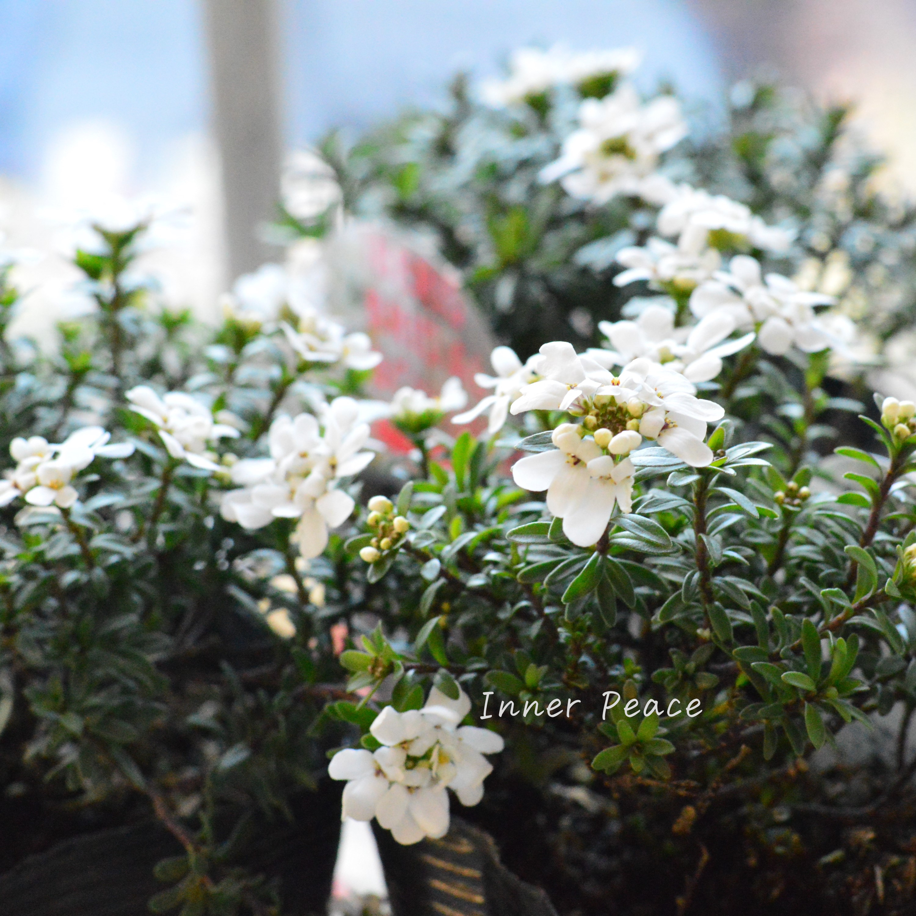 【寒さに強い】 宿根イベリス 『ブライダルブーケ』 3.5寸POT