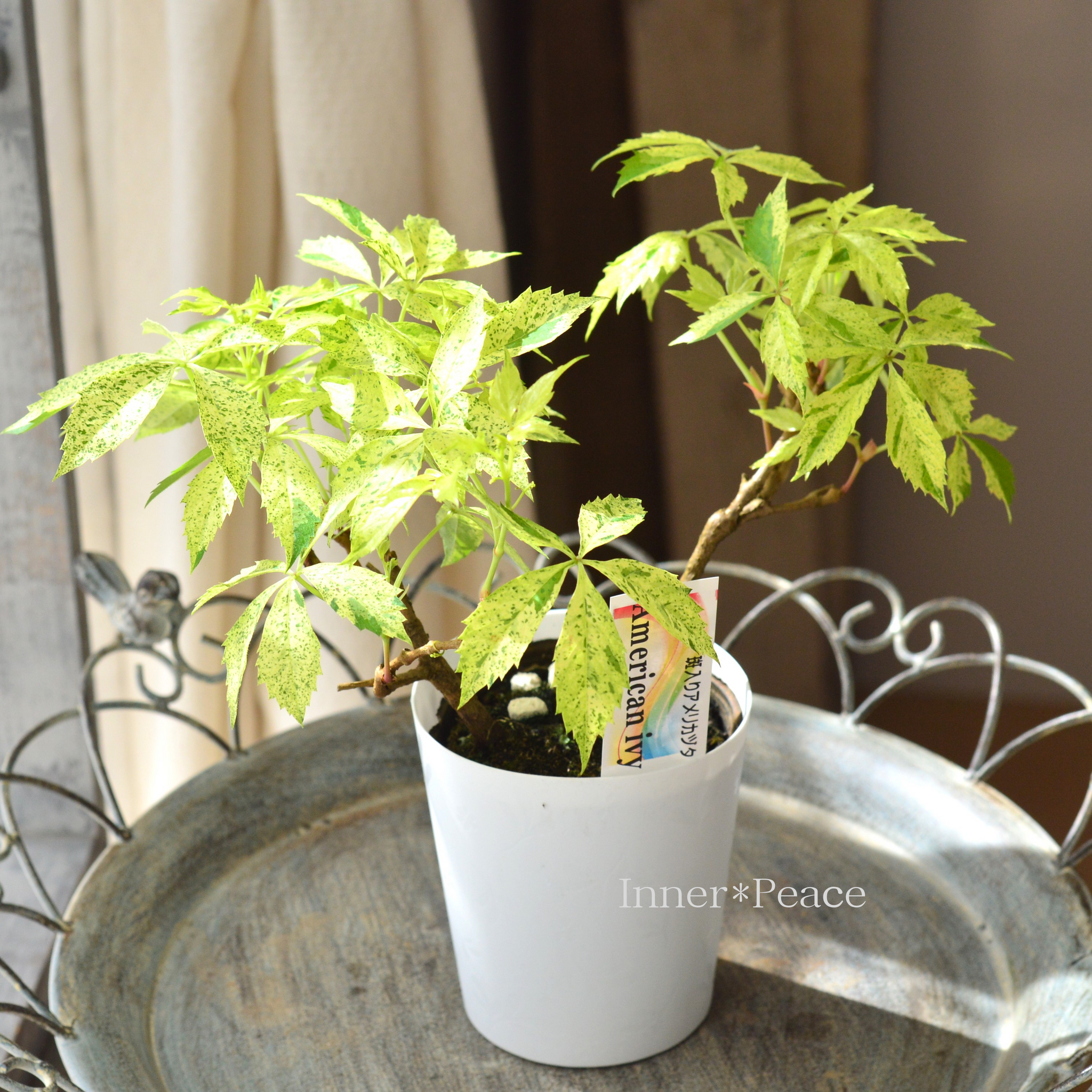 斑入り】 アメリカヅタ 3.5寸POT