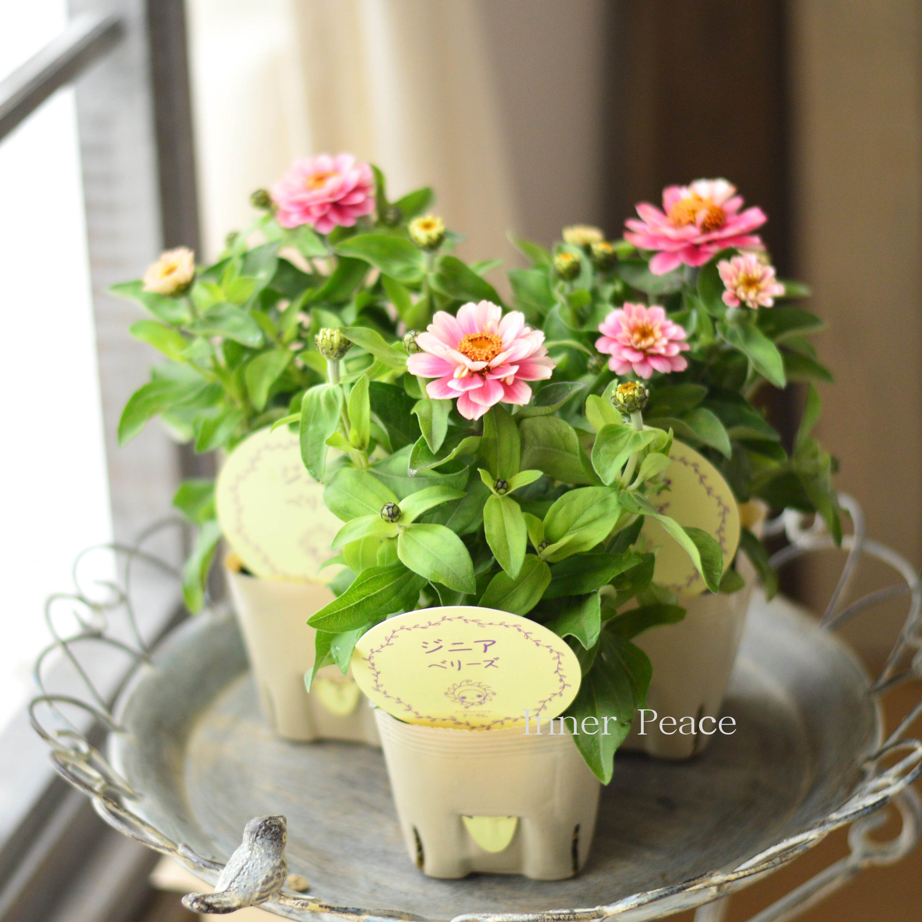 【かわいい】 ジニア 『ベリーズ・ピンク系』 3.5寸POT