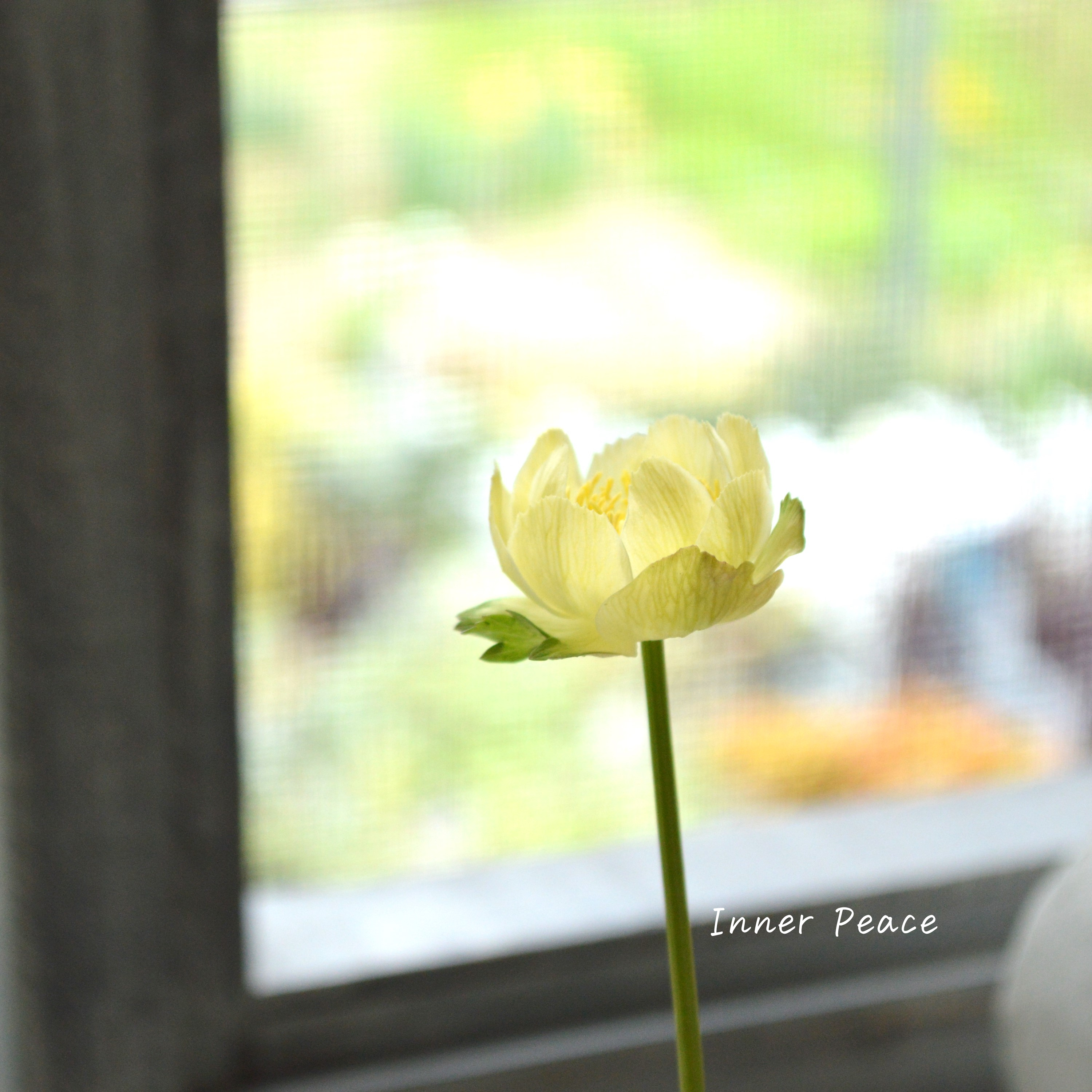 【素敵】 トロリウス 『ニュームーン』 3寸POT