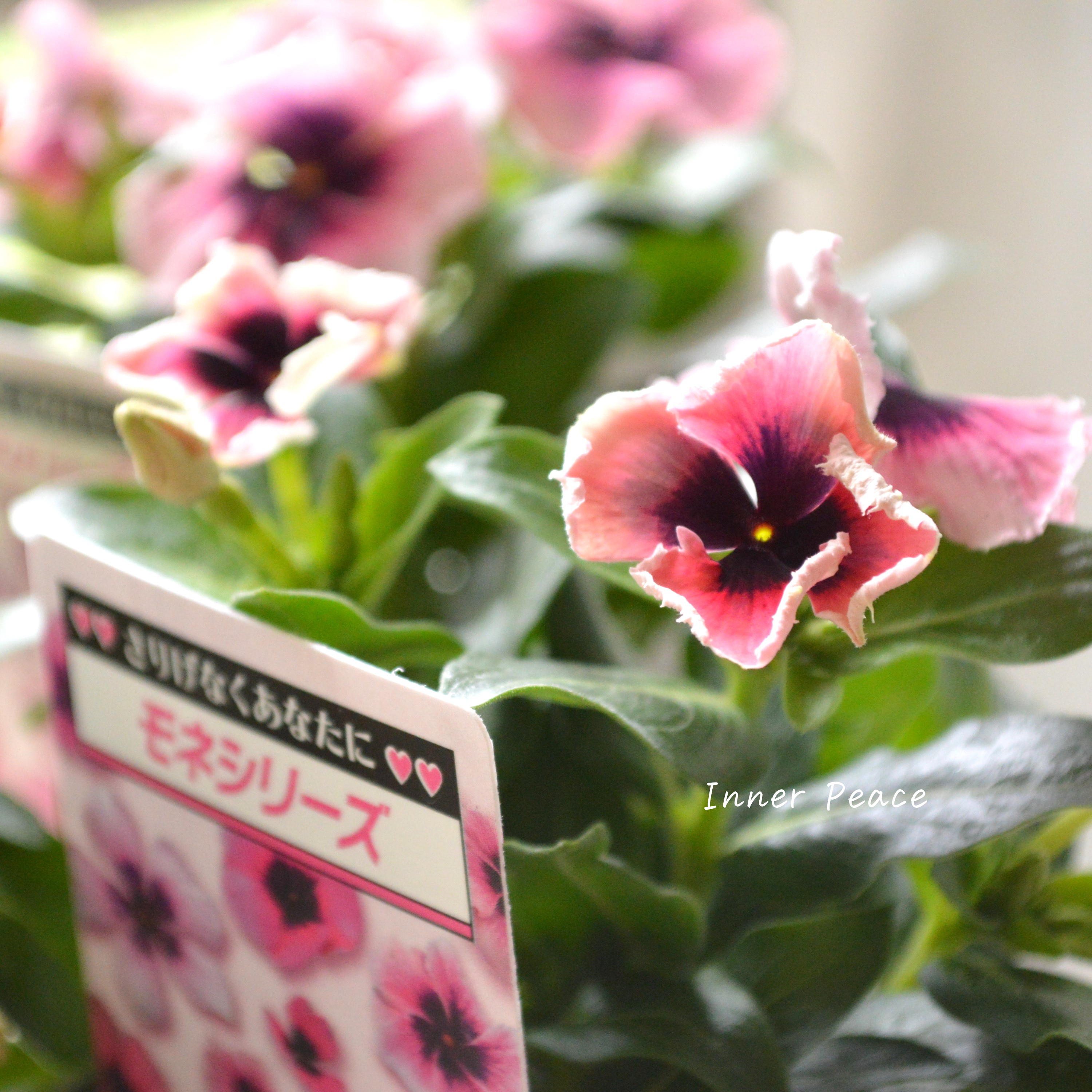 【北島園芸さん】 ニチニチソウ 『モネフリル』 3.5寸POT