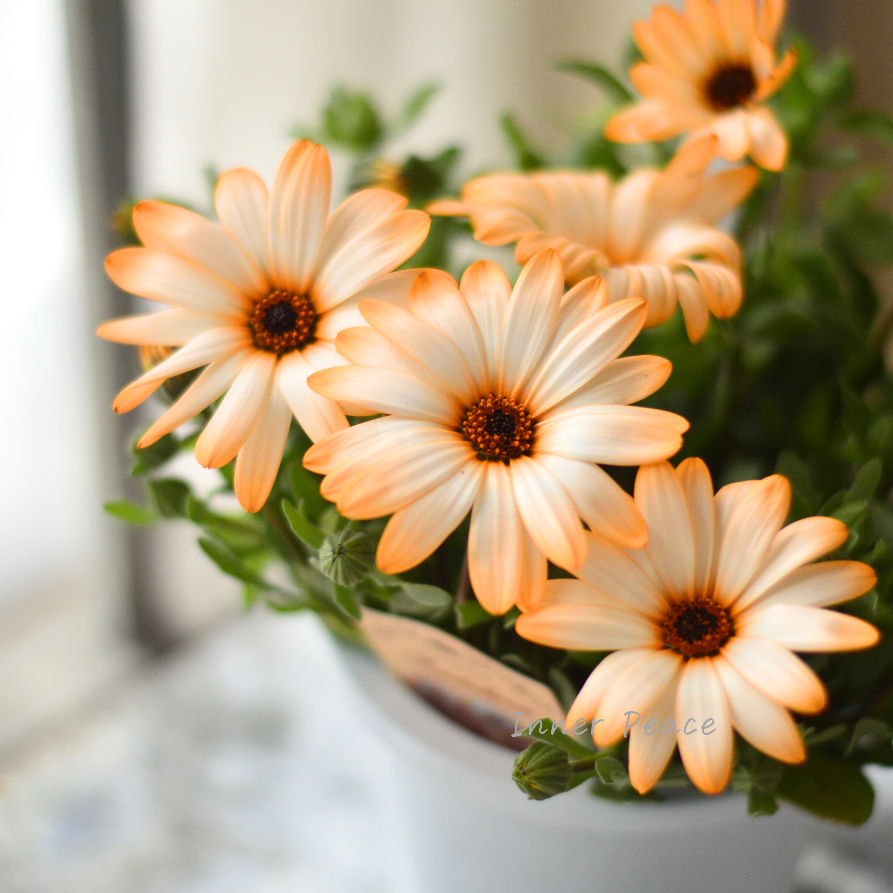 【春色】 ディモルフォセカ 『パステリーナ・オレンジ系』 4寸プラ鉢