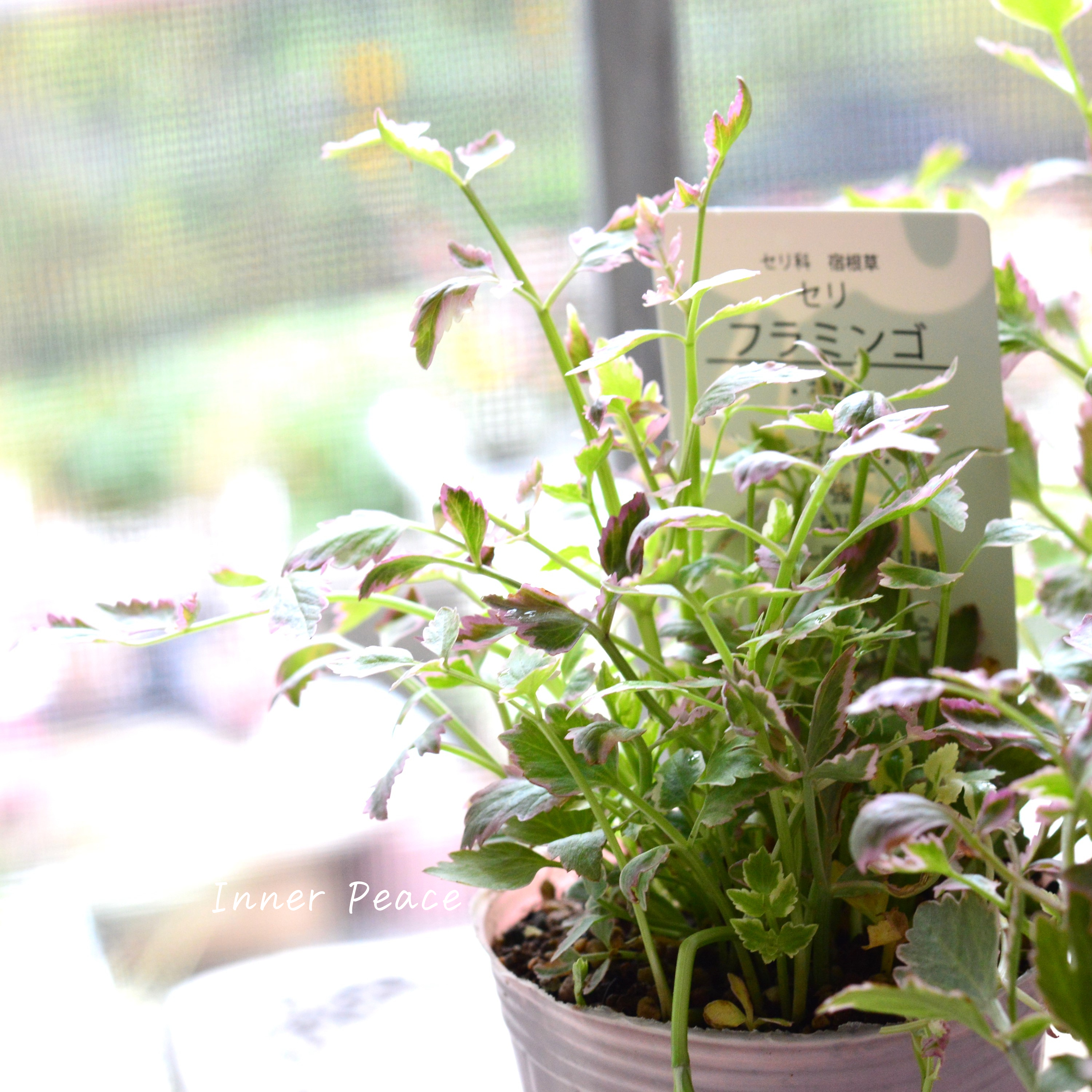 【斑入り】 セリ 『フラミンゴ』 2.5寸~3寸POT