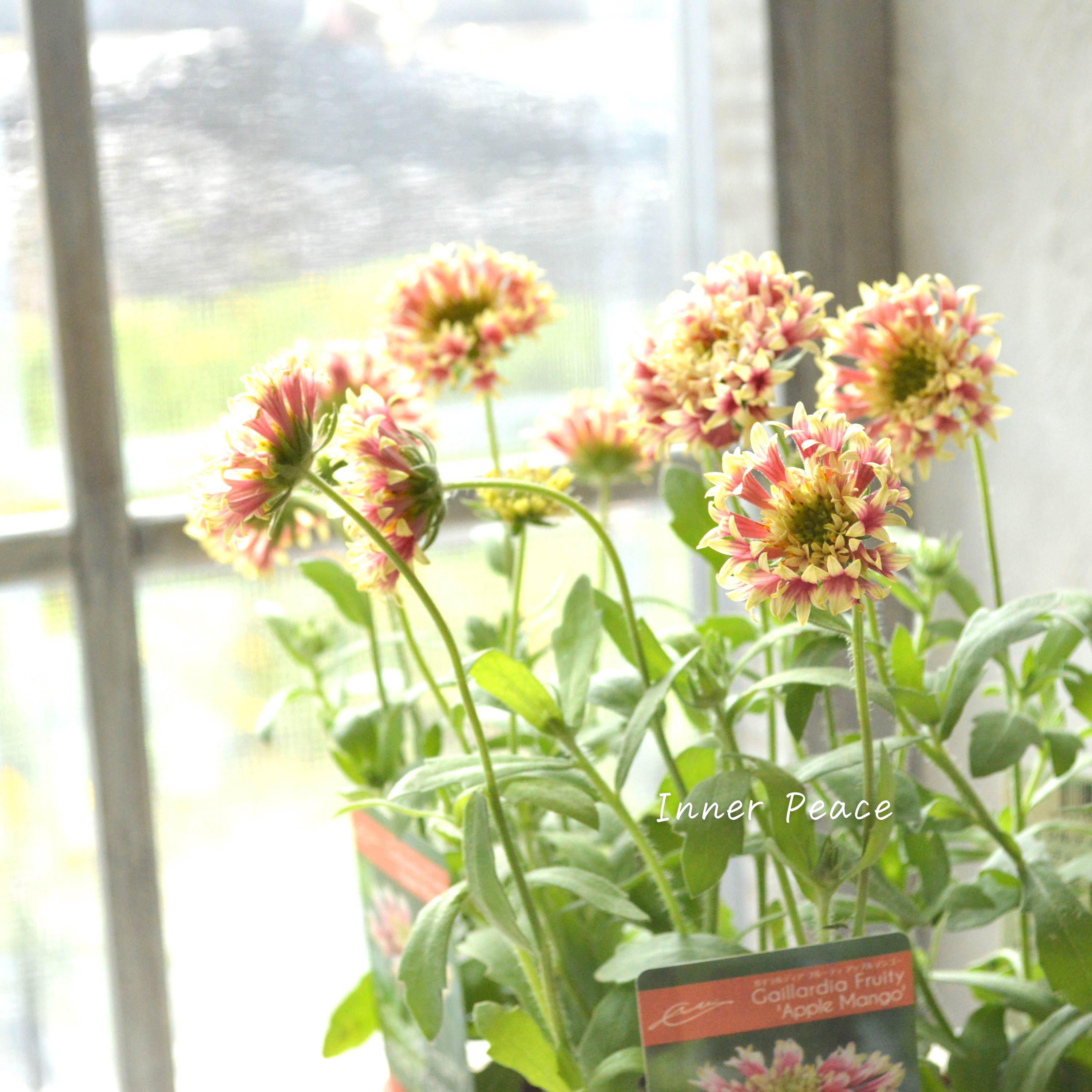 【人気】 ガイラルディア 『フルーティ・アップルマンゴー』 3寸ロングPOT