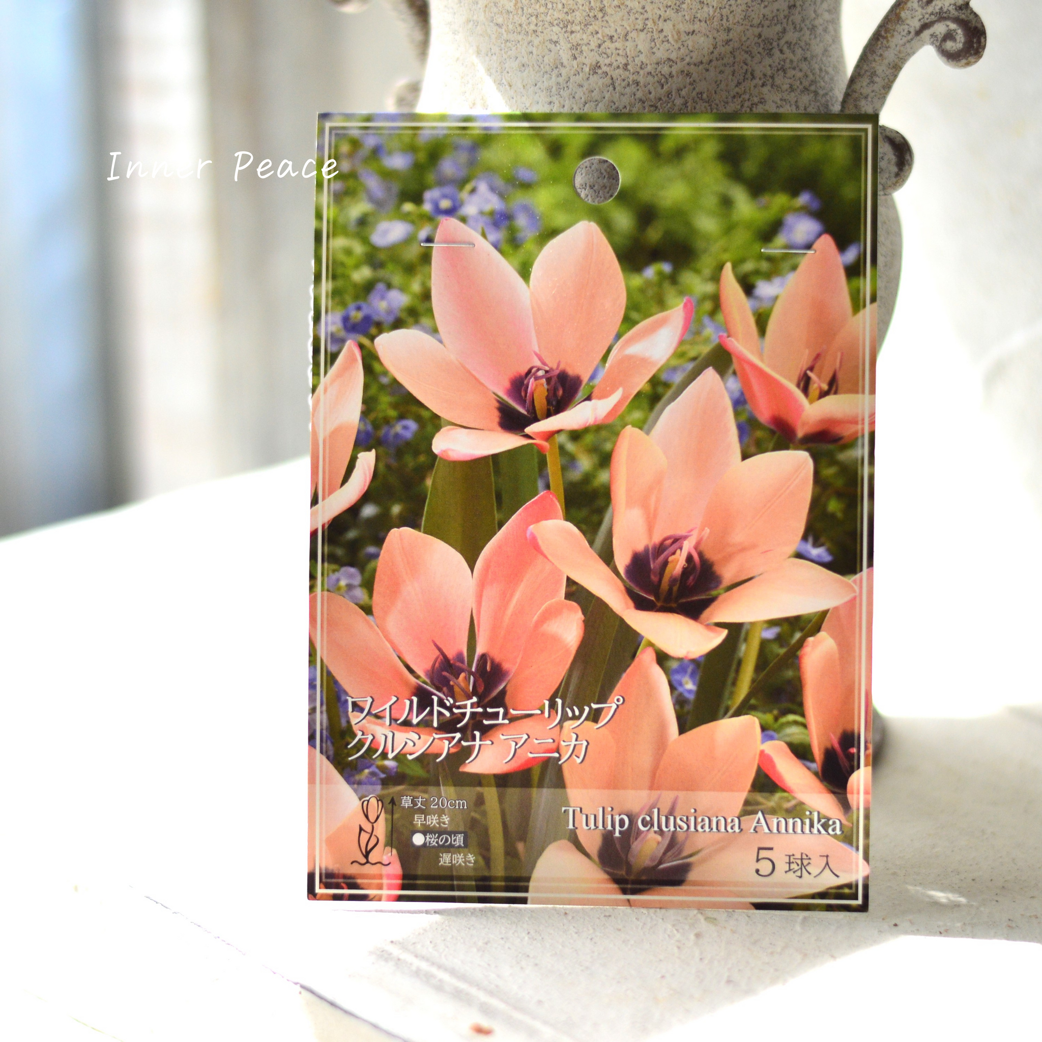 球根】ワイルドチューリップ 『クルシアナ アニカ』 5球入り