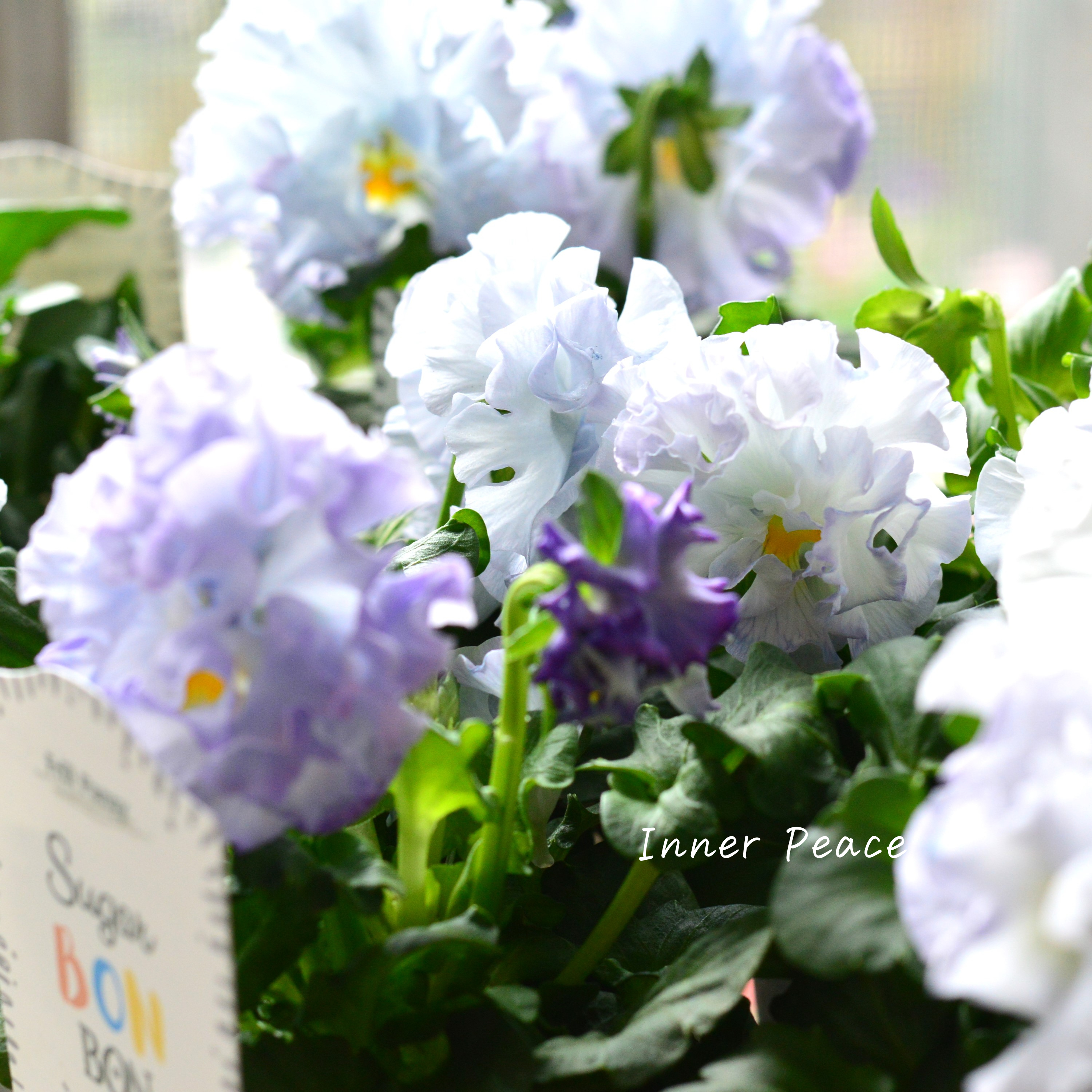 【湘南Berryさん】 フリルパンジー 『シュガーボンボン・ブルー系』 3寸POT