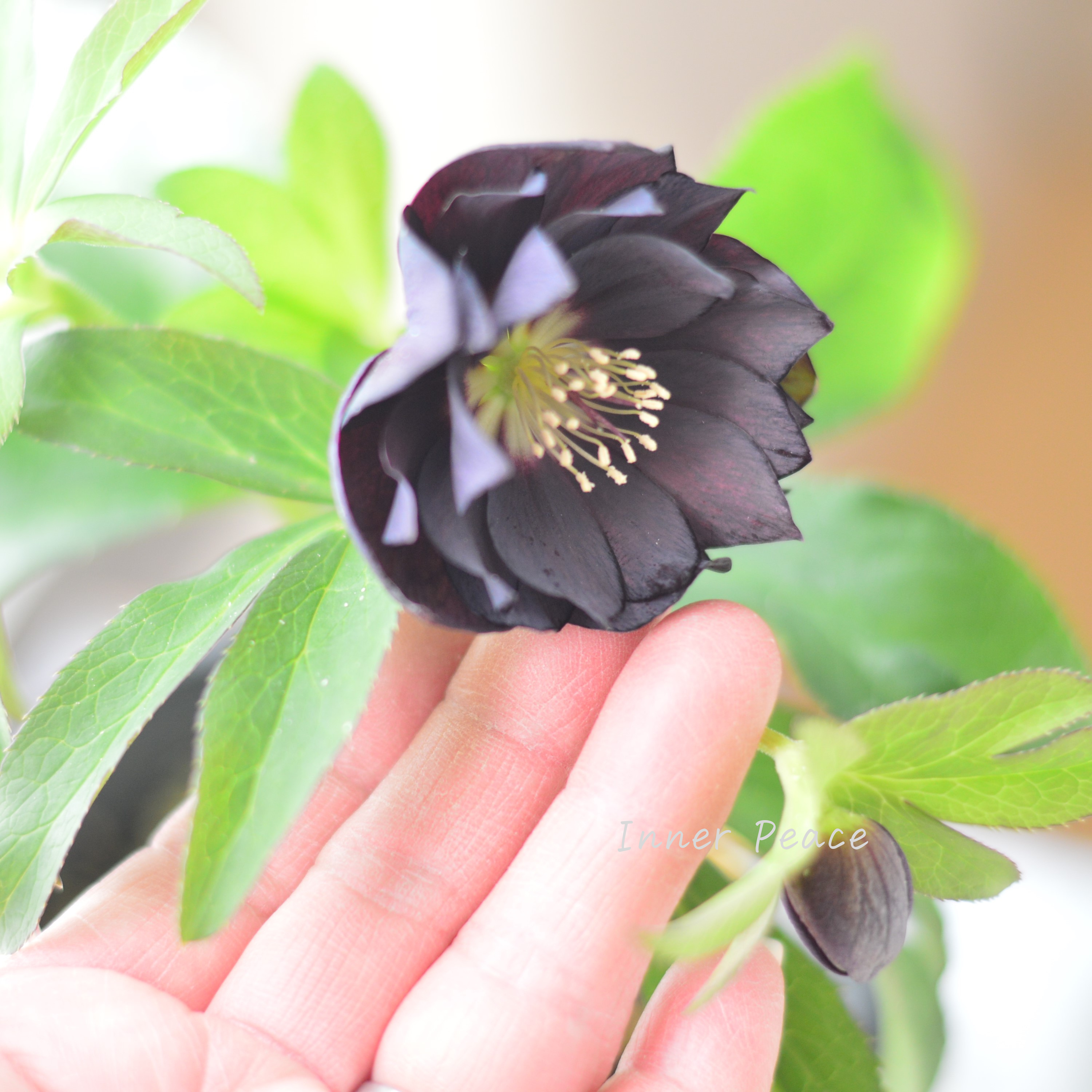 【希少】 吉瀬園芸さんのクリスマスローズ 『プレミアム・ダブル B』 4寸鉢