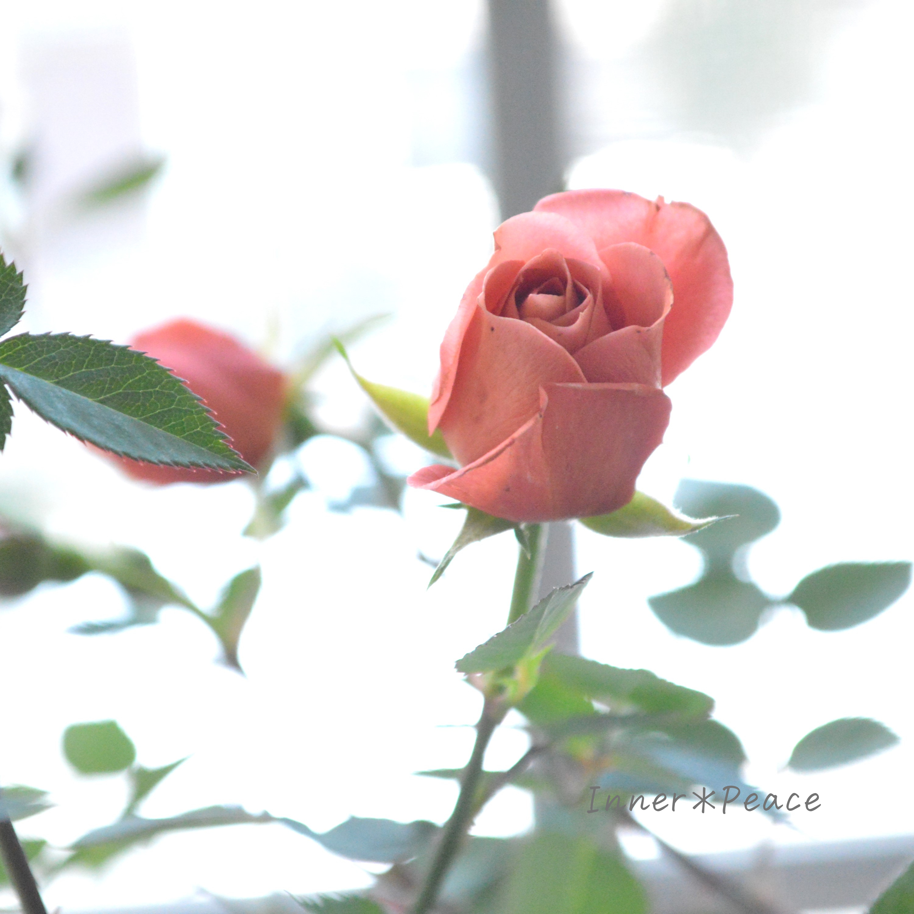 【人気】 ミニ薔薇 『テディベア』 3.5寸POT