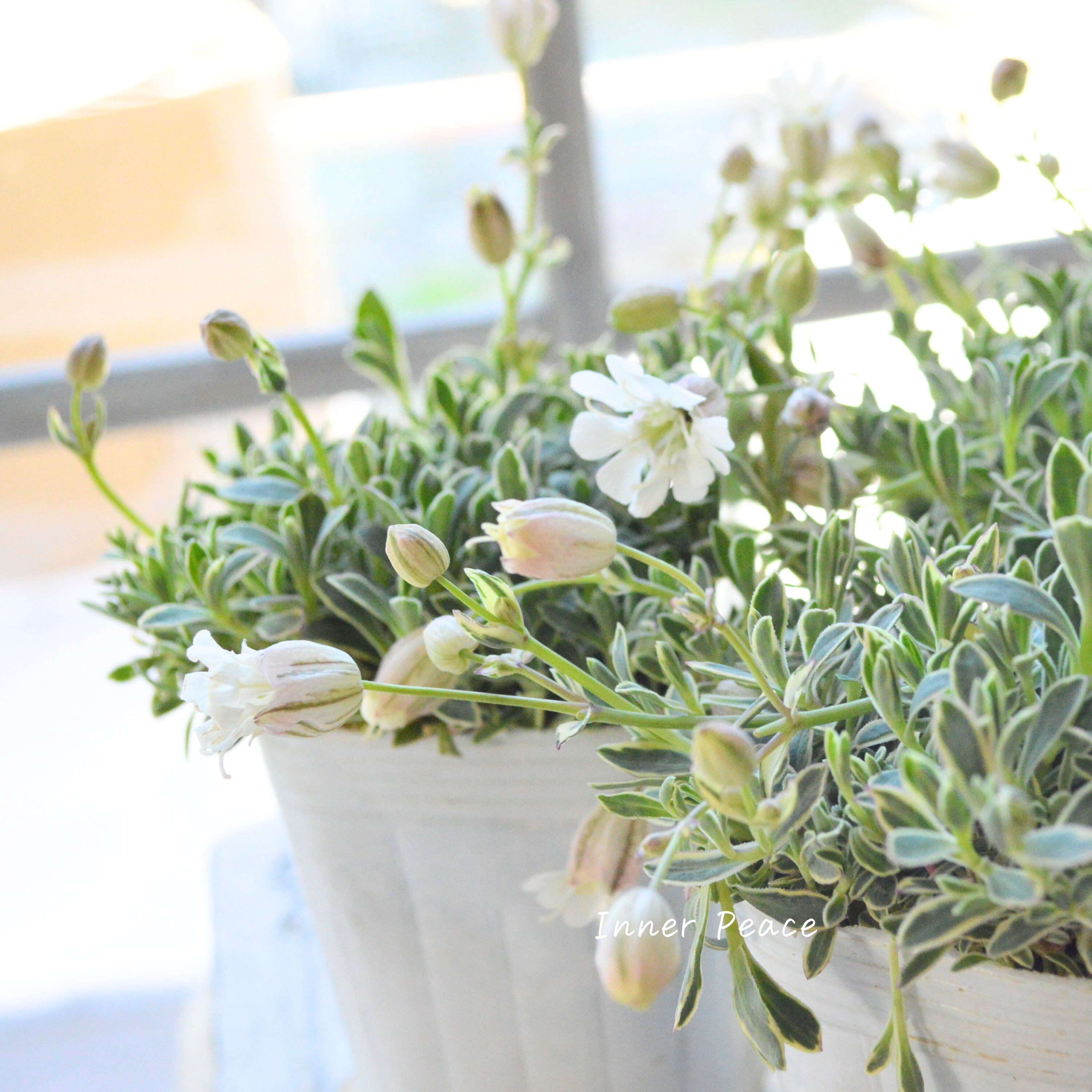 【新品種】 シレネ ドルチェ 3寸ロングPOT