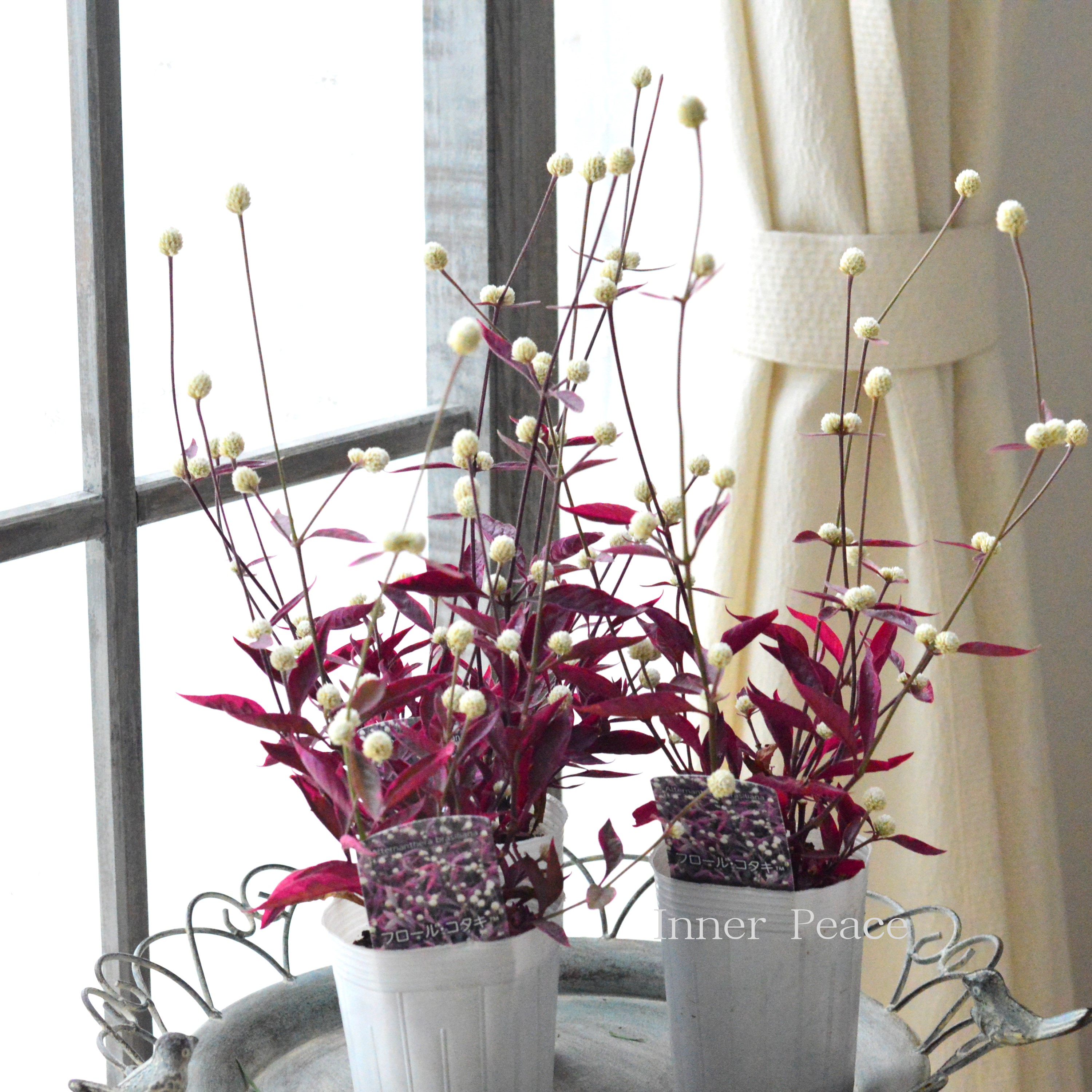 【寄せ植えに】 アルテルナンテラ 『フロール・コタキ』 3寸POT