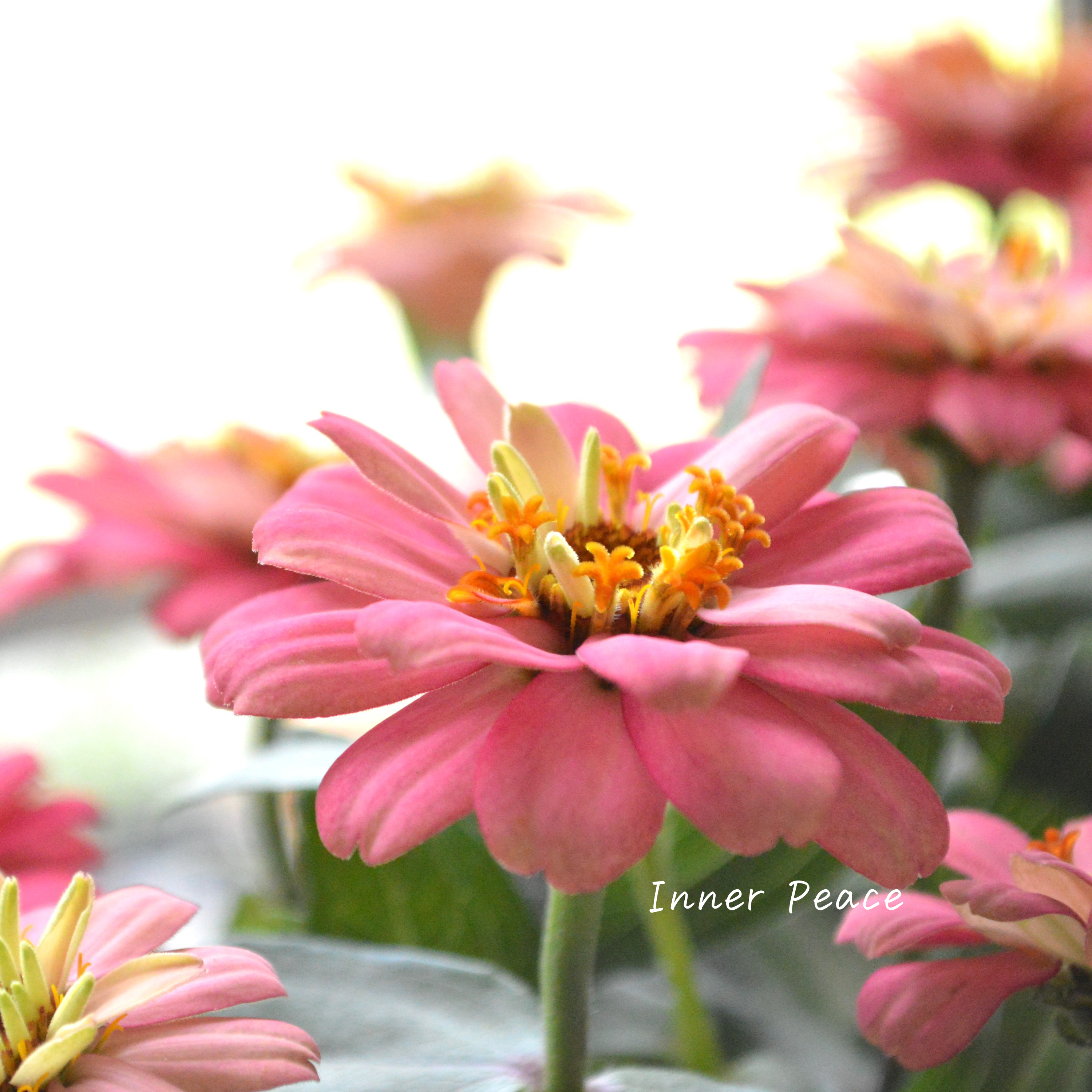 【八重咲き】ジニア・ダブルザハラ『サーモン』 3.5寸POT