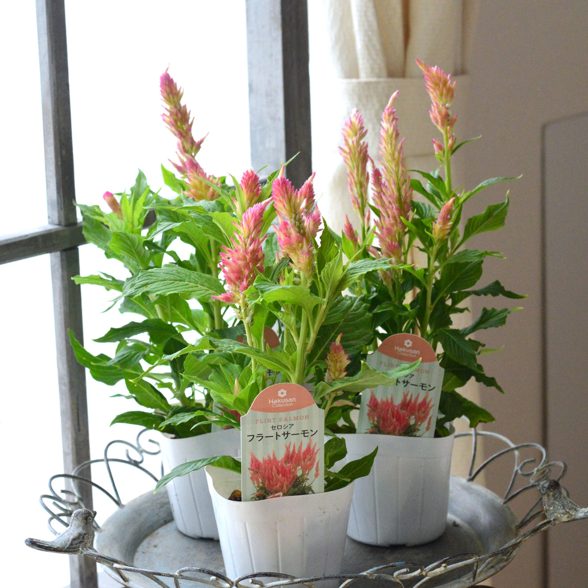 【かわいい】 セロシア 『フラートサーモン』 3.5寸POT