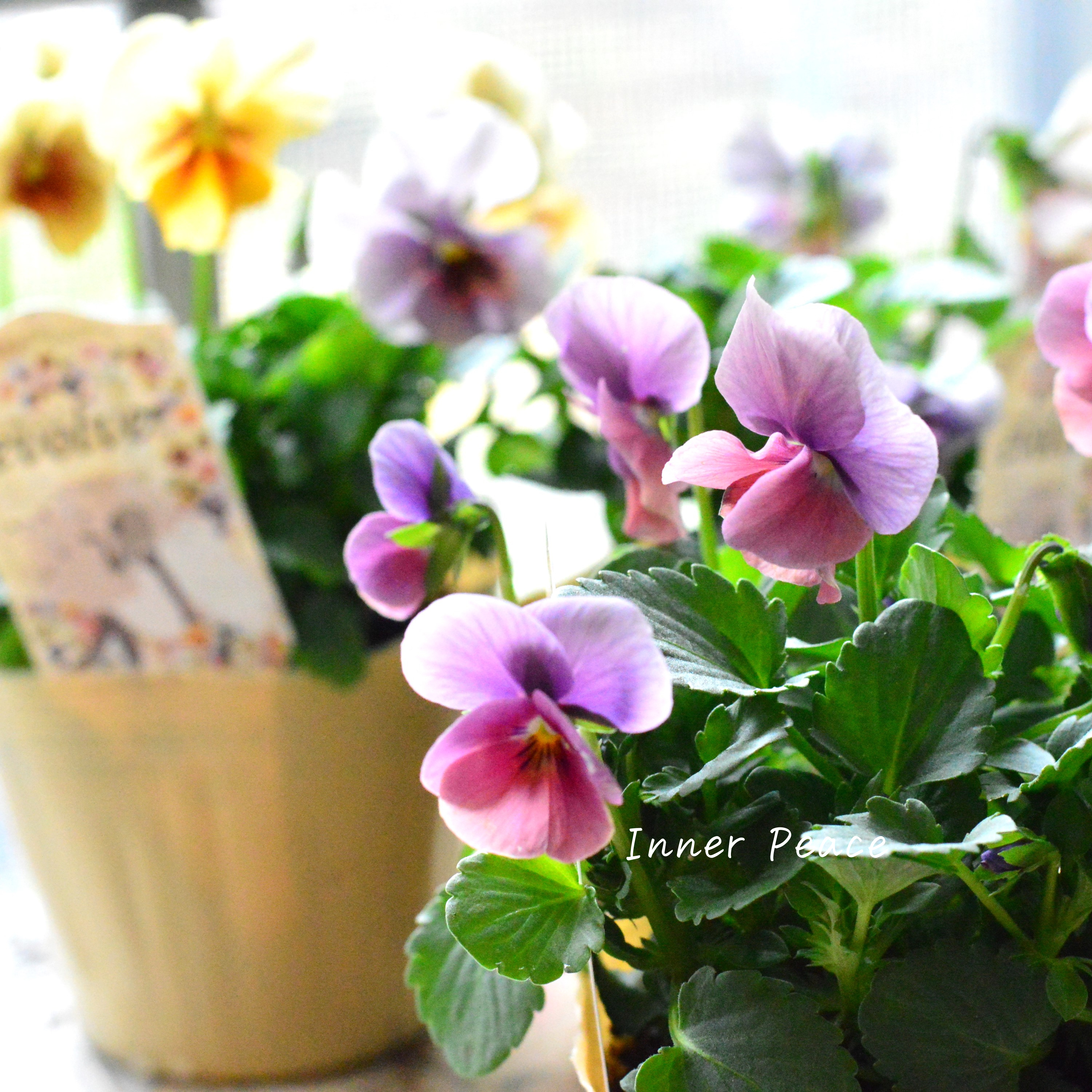 【美しい】 ビオラ 『evolve ~エボルベ~』 3.5寸POT